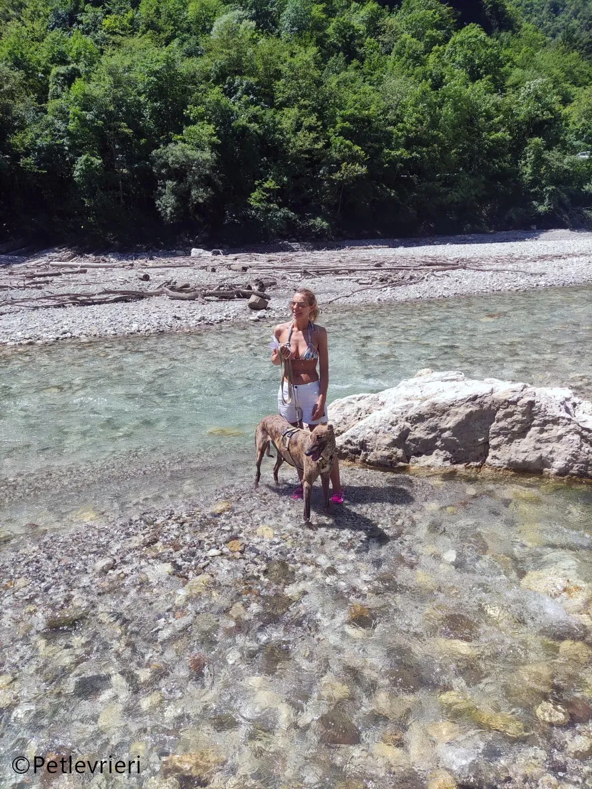 mike greyhound pet levrieri felici casa3