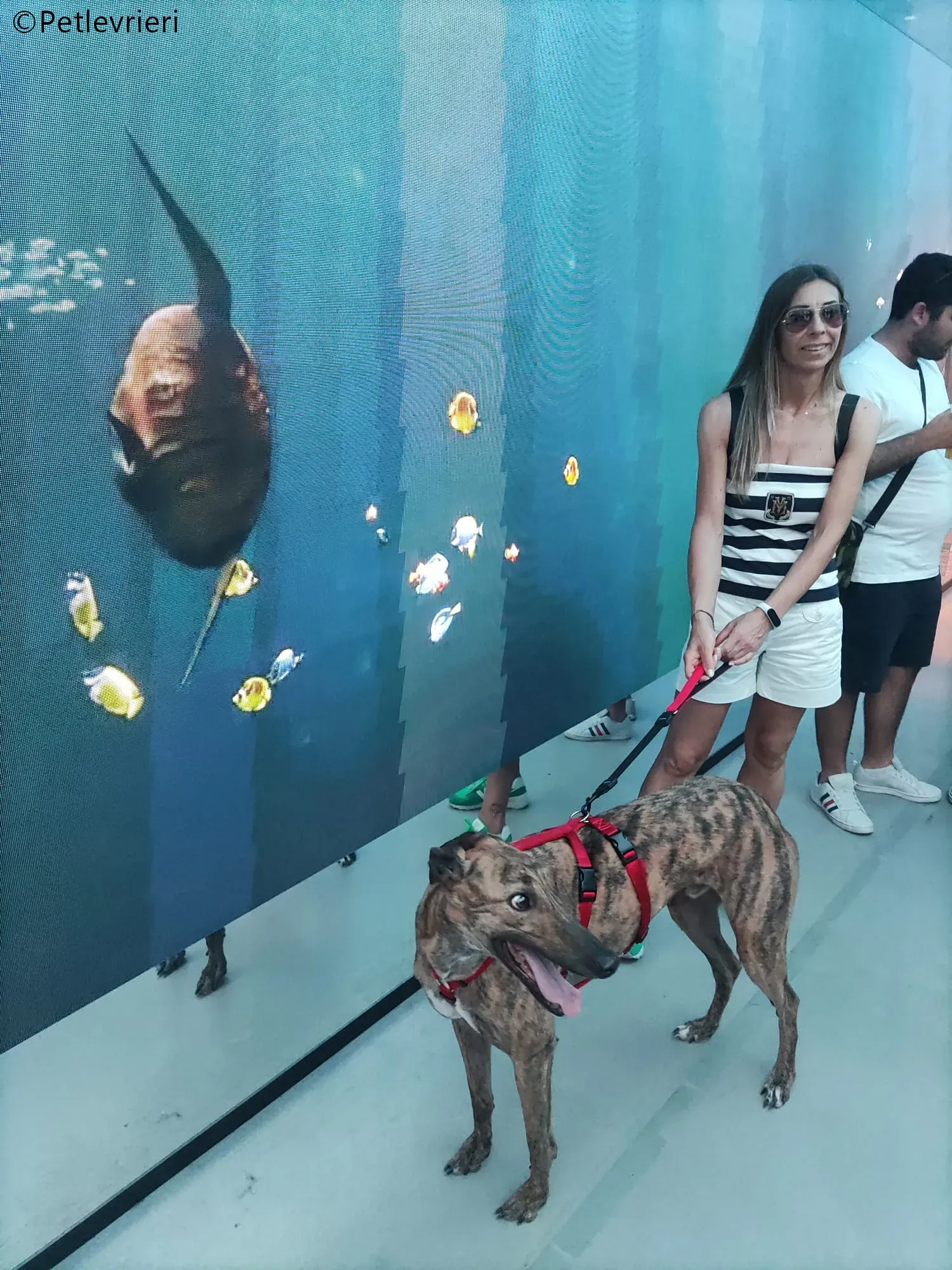 mike greyhound pet levrieri felici casa4