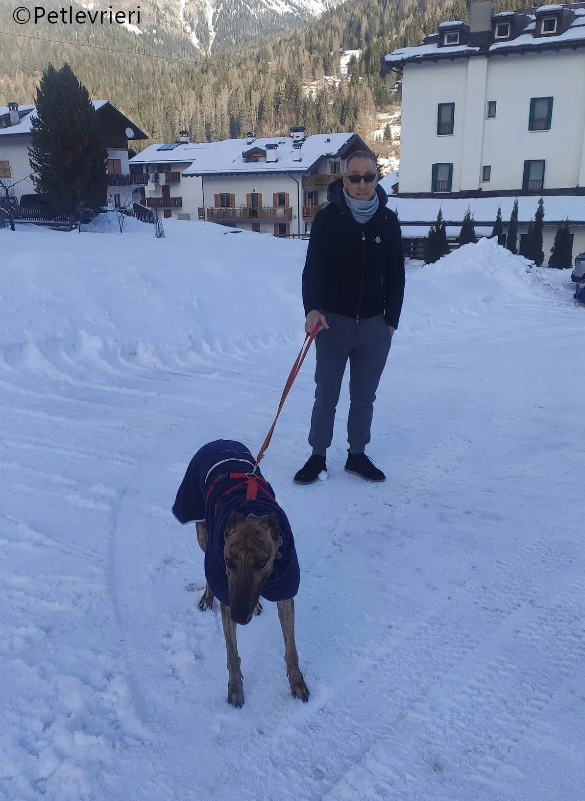 mike greyhound pet levrieri felici casa5