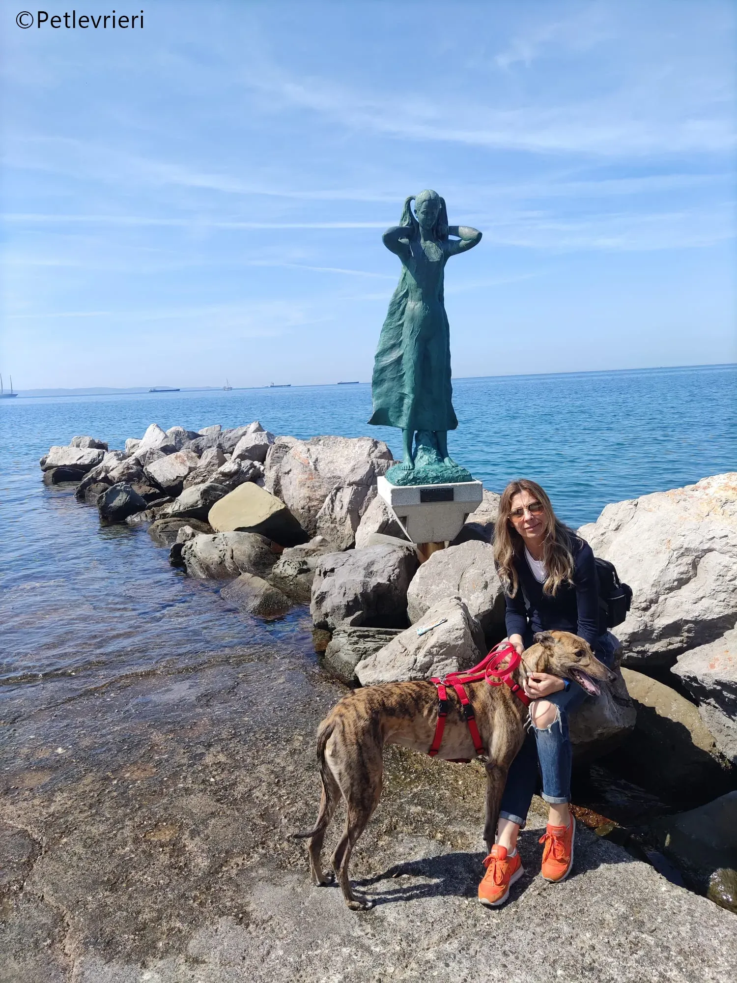 mike greyhound pet levrieri felici casa6