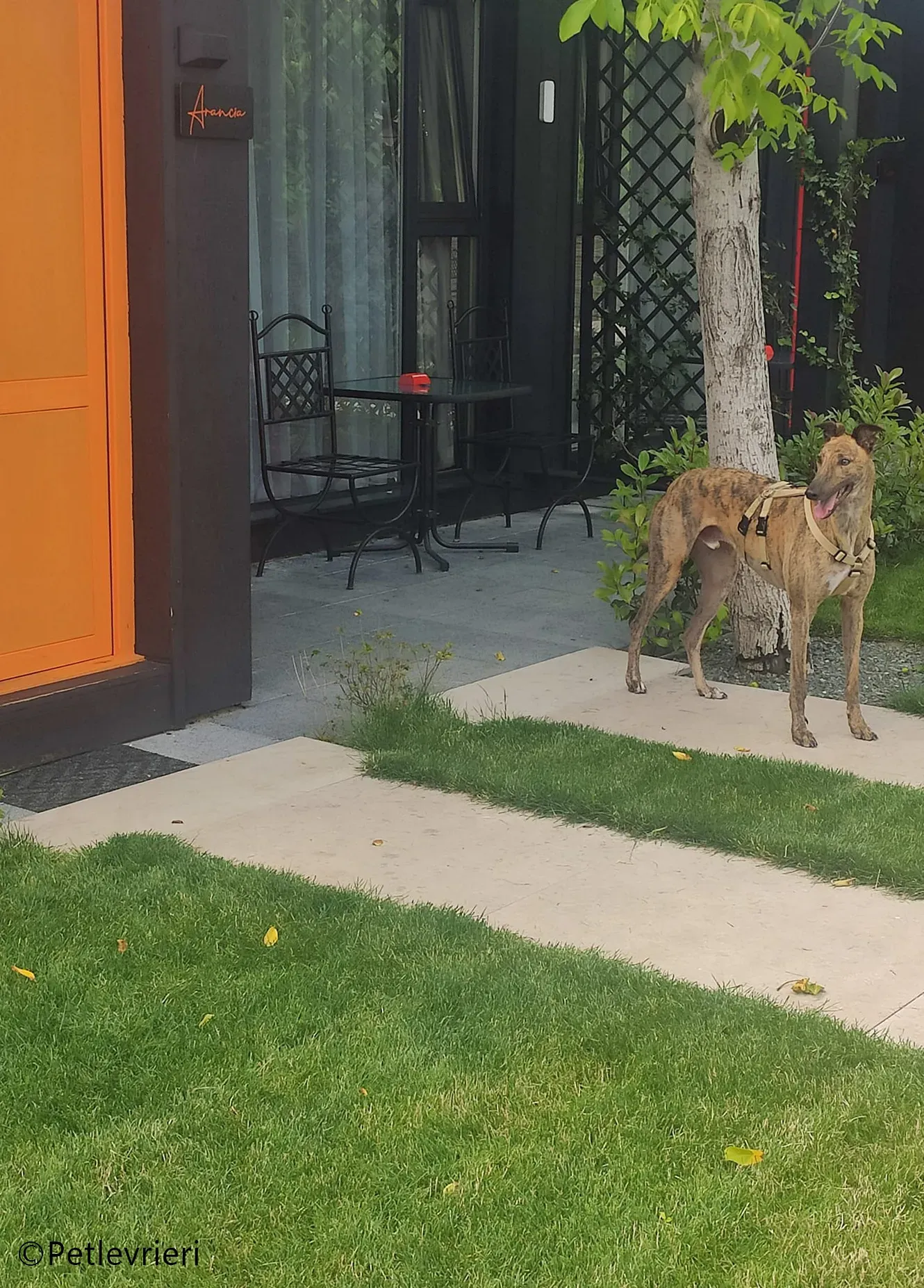 mike greyhound pet levrieri felici casa7