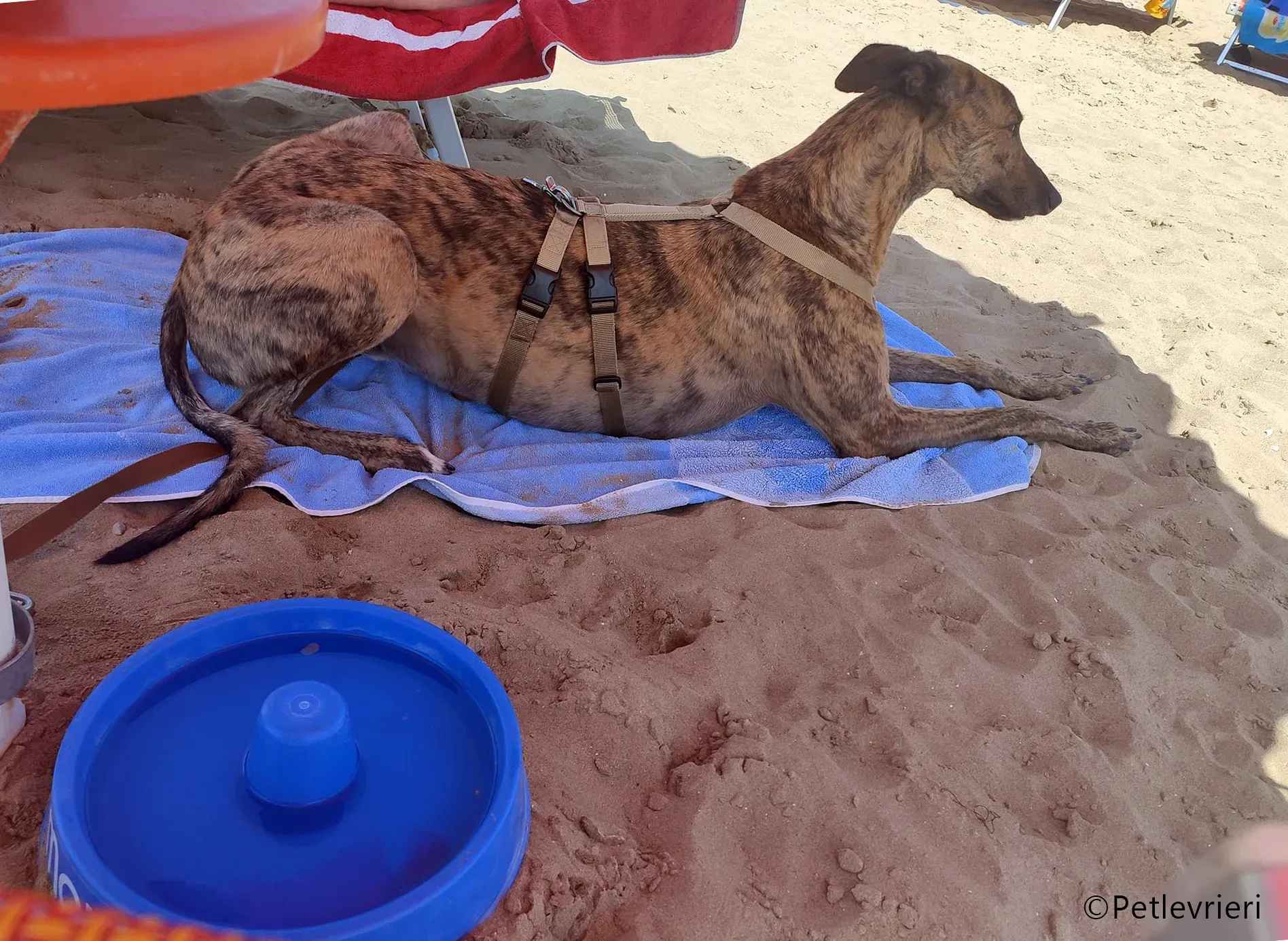 mike greyhound pet levrieri felici casa8