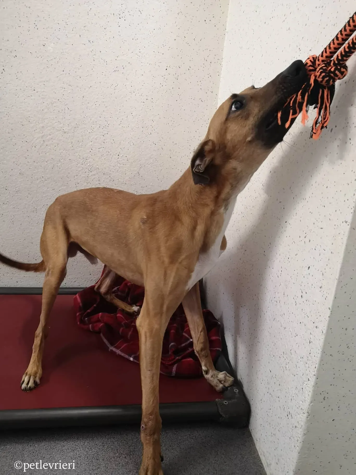 mikey adozione levrieri greyhound 1 1