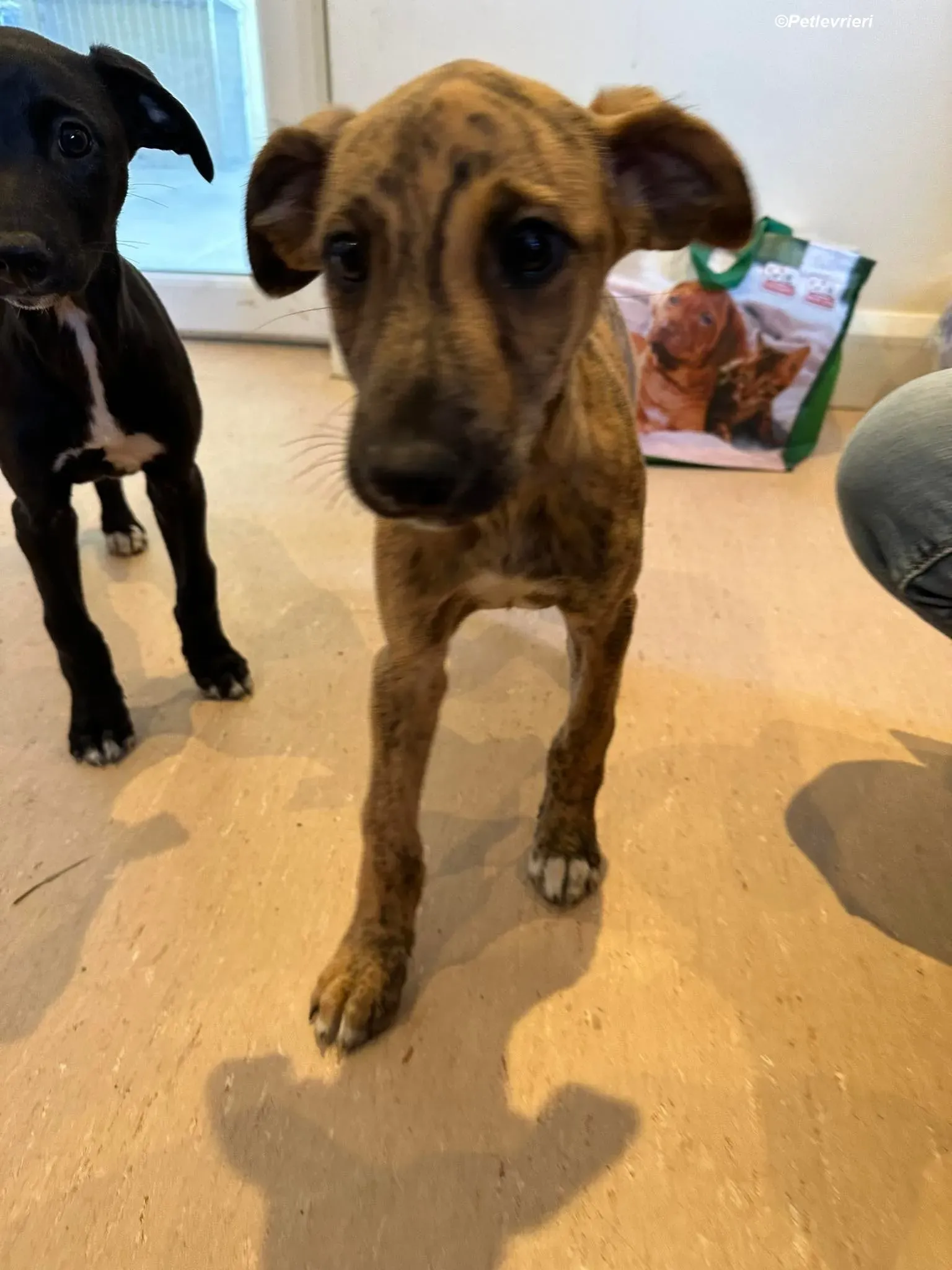 mikey adozione levrieri greyhound 1