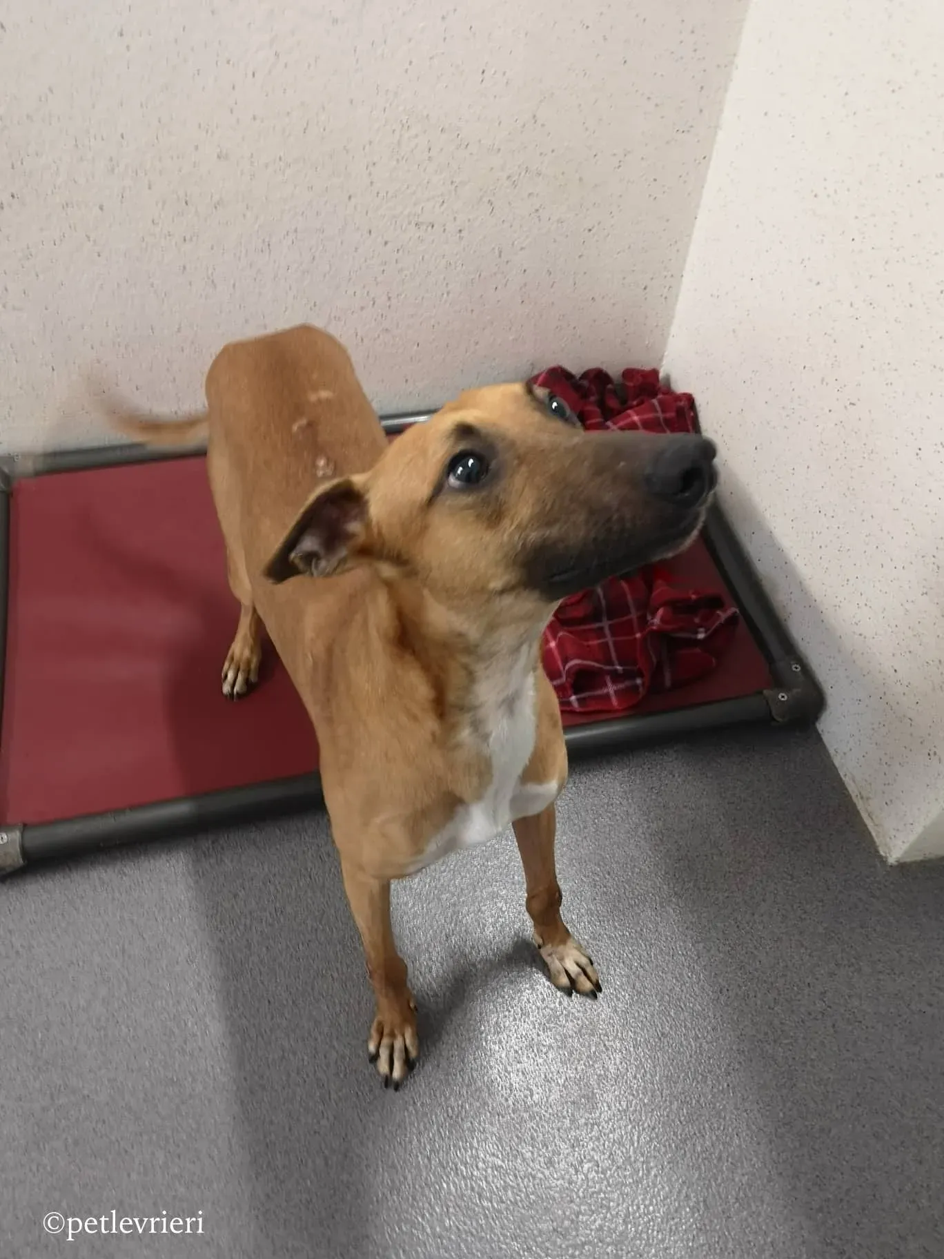 mikey adozione levrieri greyhound 2 1