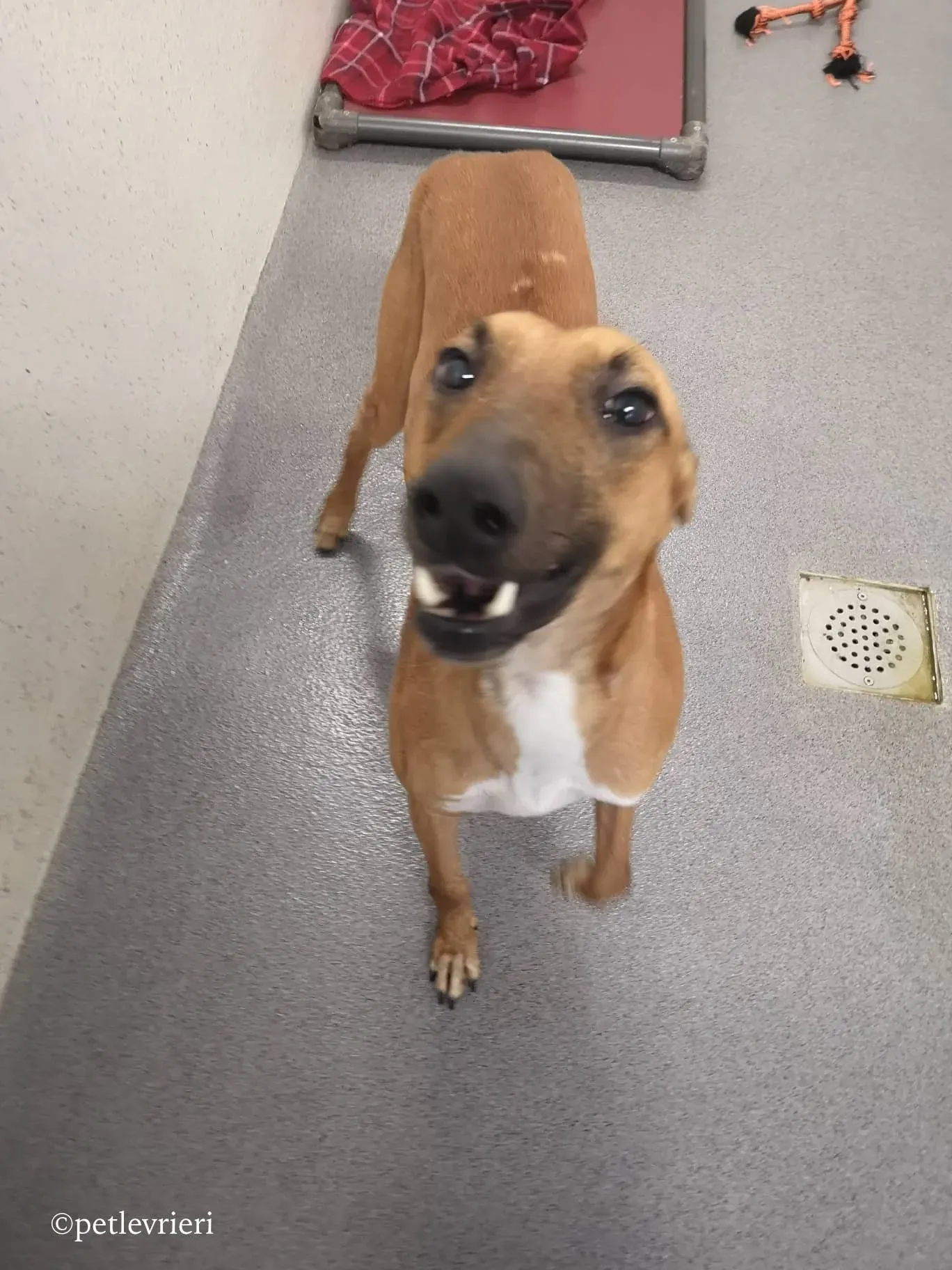 mikey adozione levrieri greyhound 3 1