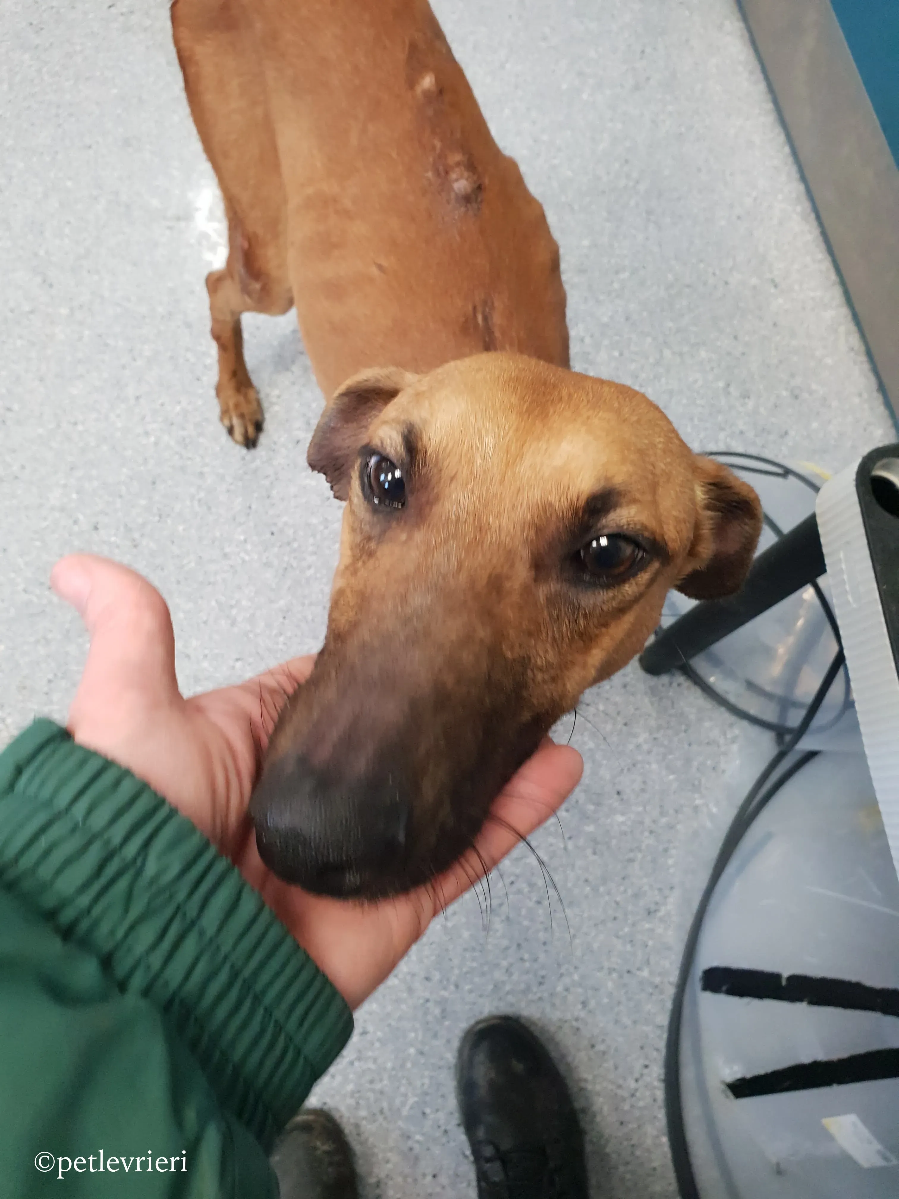 mikey adozione levrieri greyhound 3