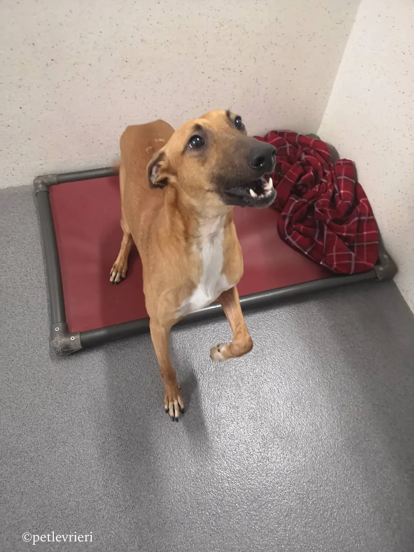 mikey adozione levrieri greyhound 4 1