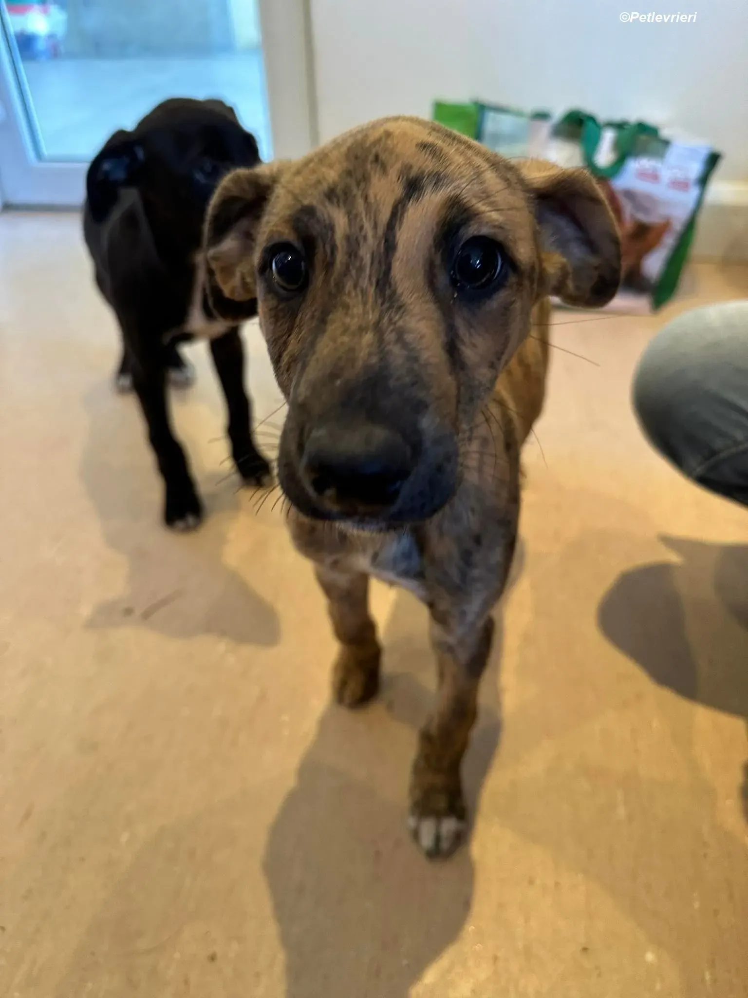 mikey adozione levrieri greyhound 4