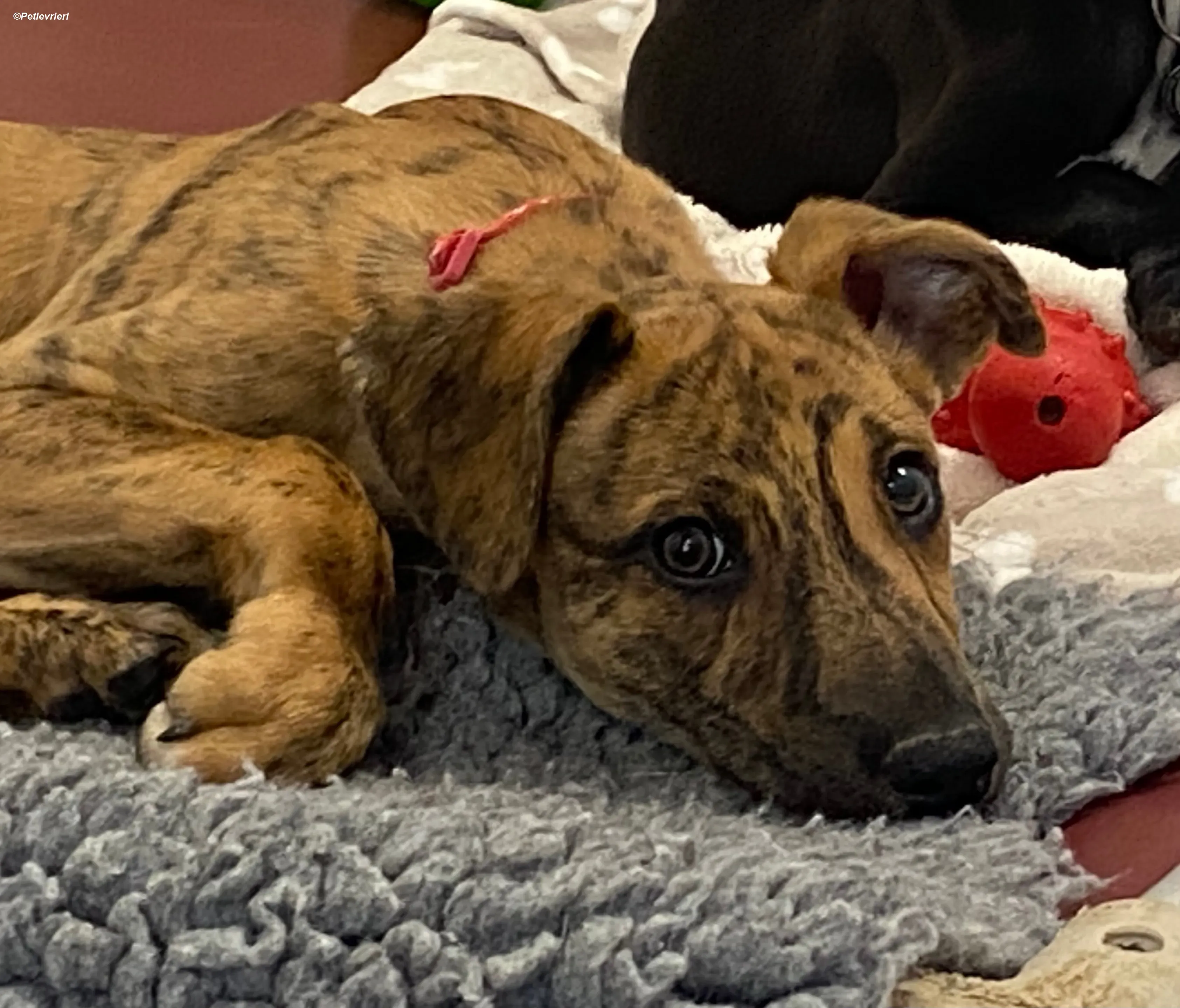 mikey adozione levrieri greyhound 5