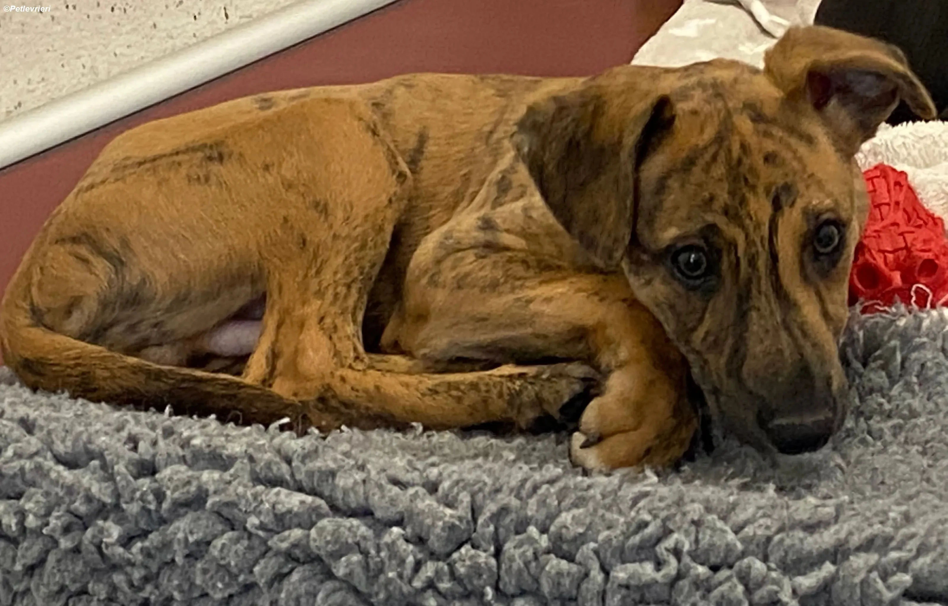 mikey adozione levrieri greyhound 6