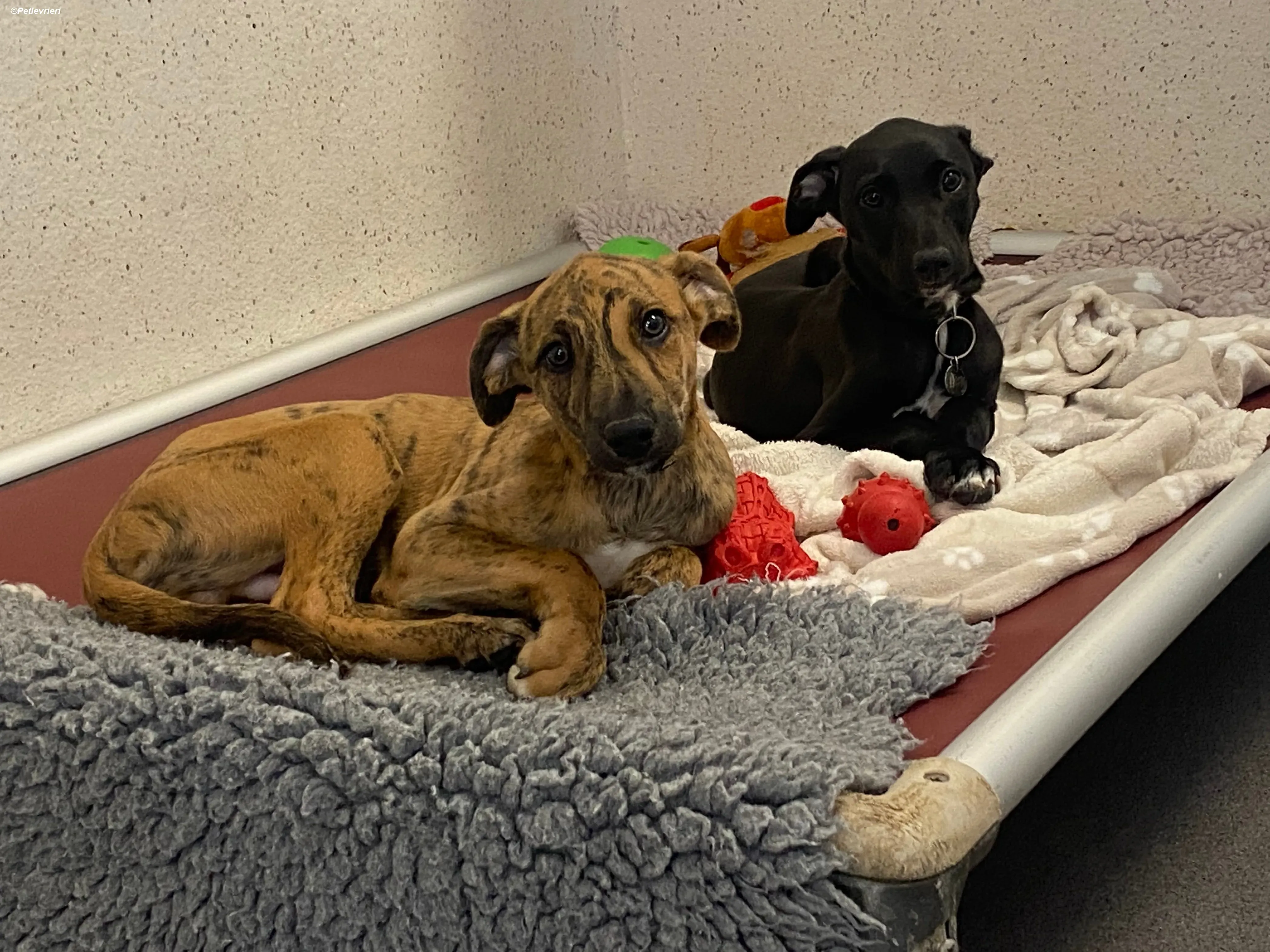 mikey adozione levrieri greyhound 7