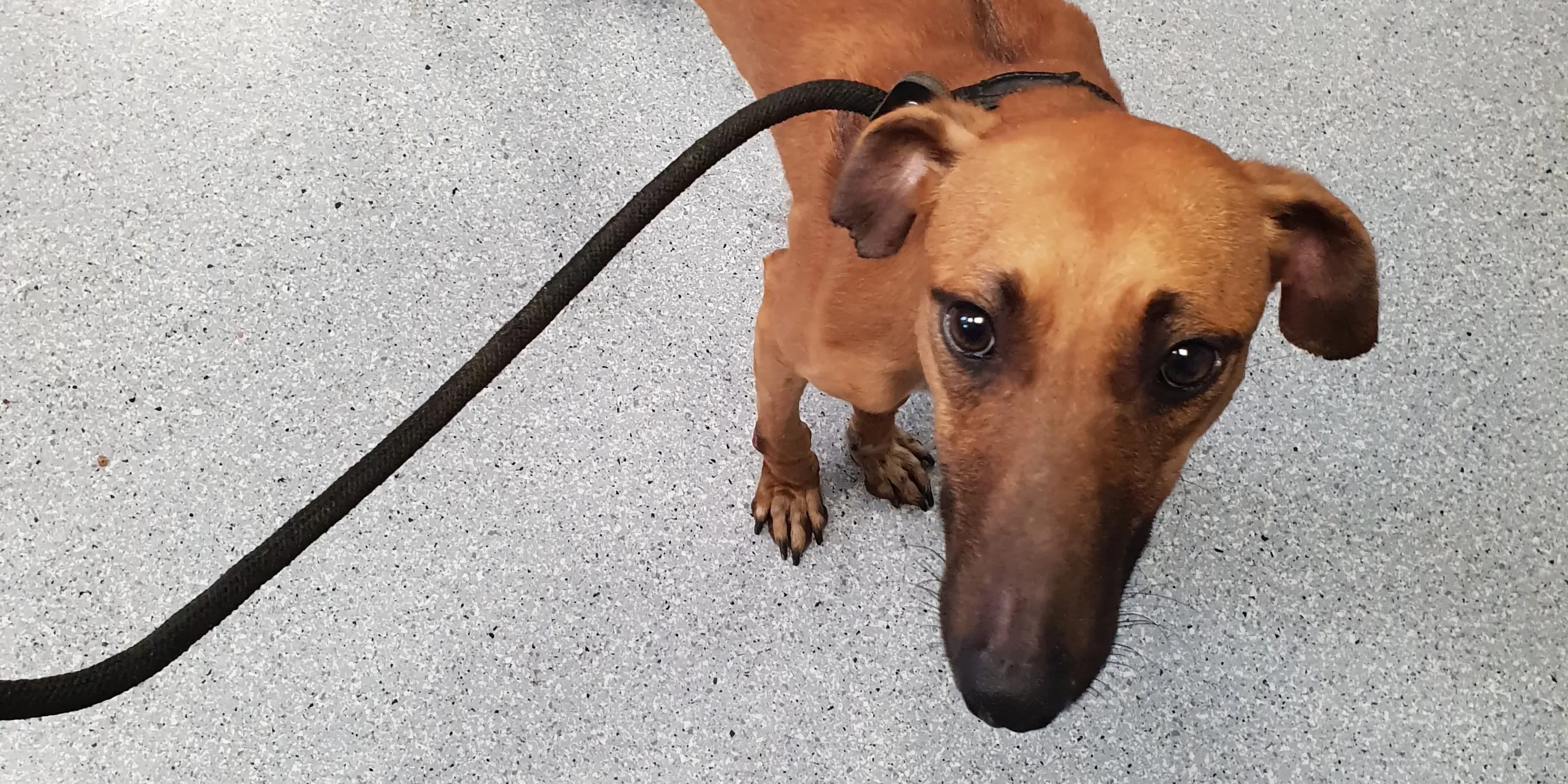 mikey adozione levrieri greyhound 8 e1546975634923