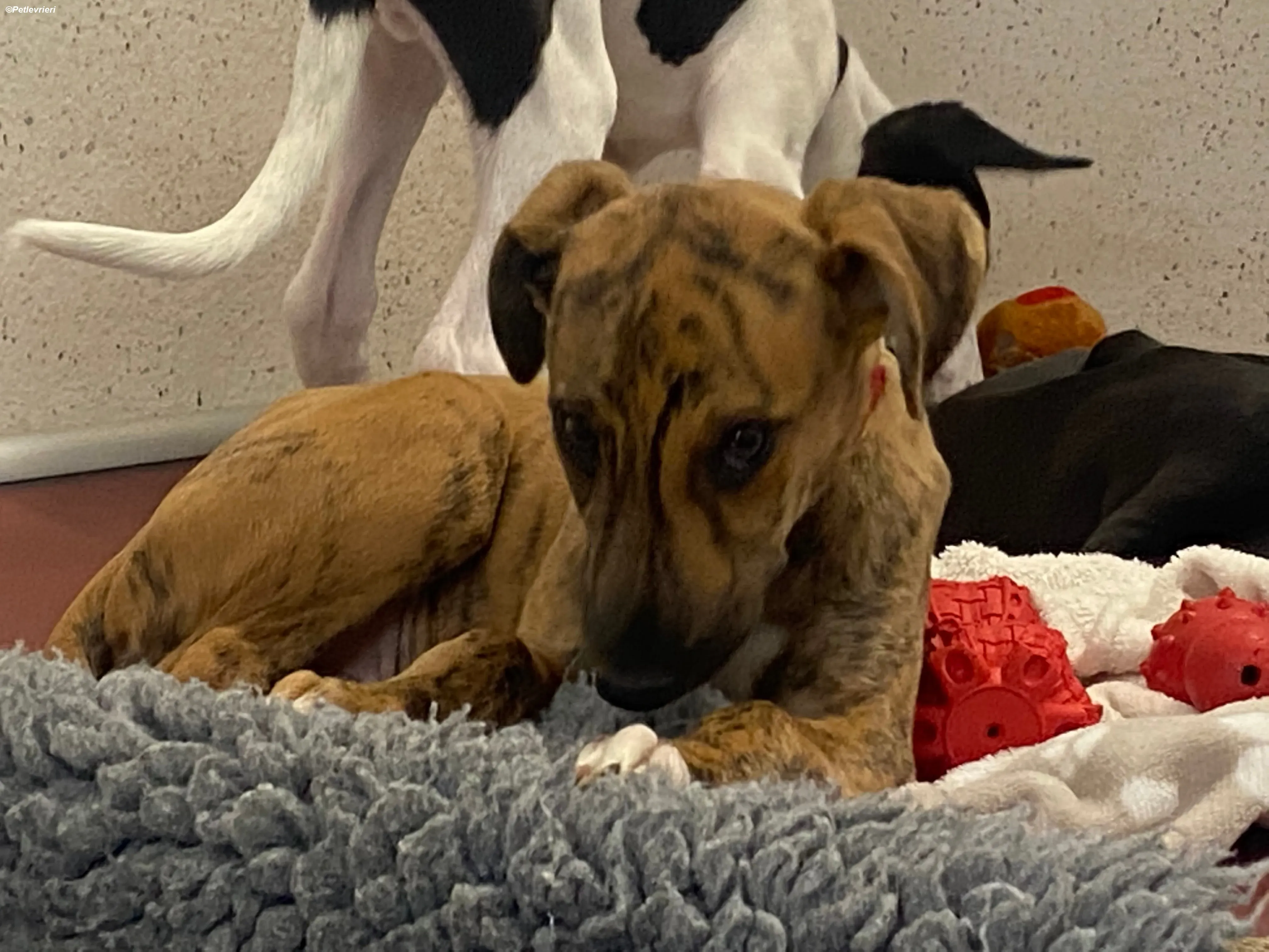 mikey adozione levrieri greyhound 9