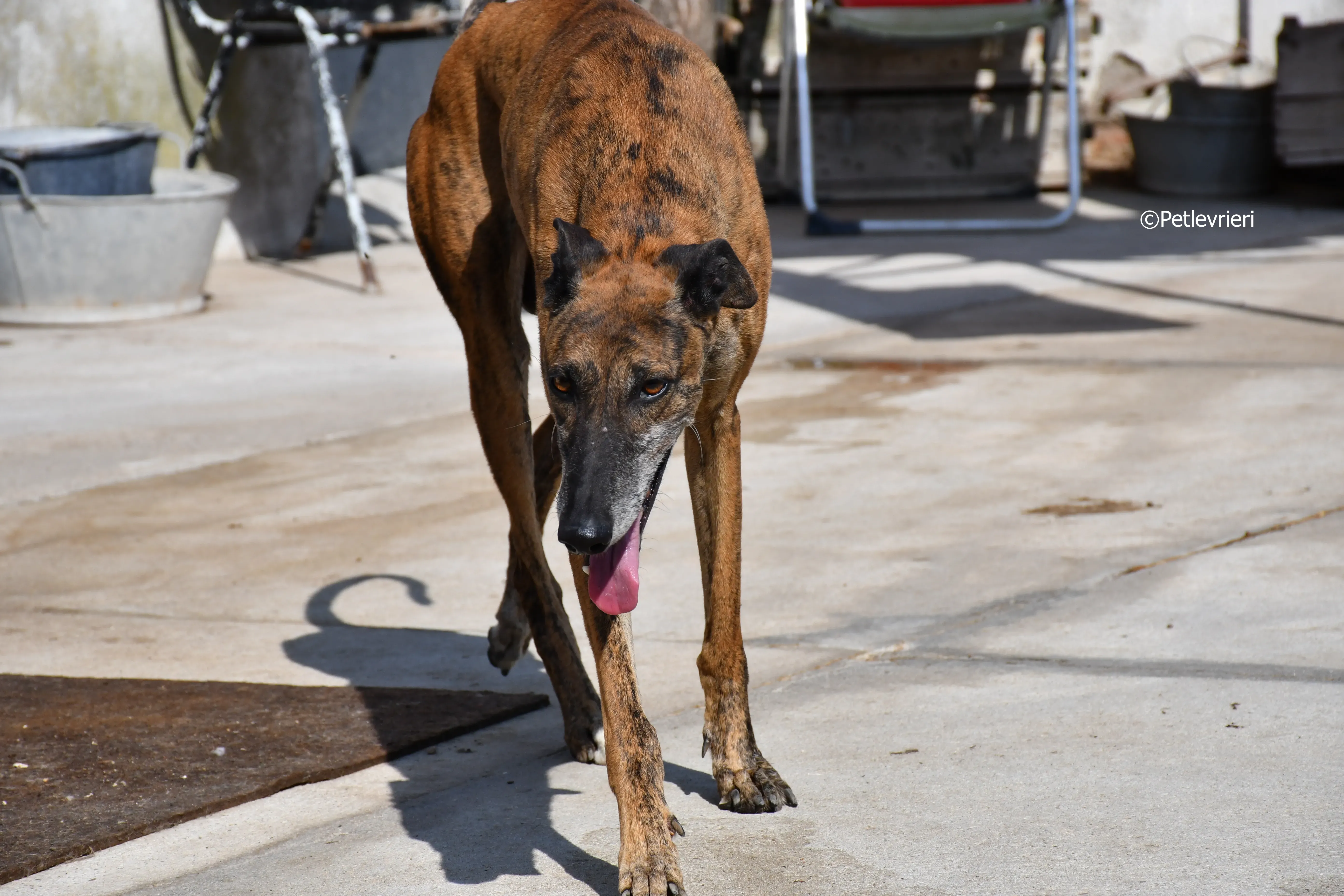 milano adozione levrieri galgo 1