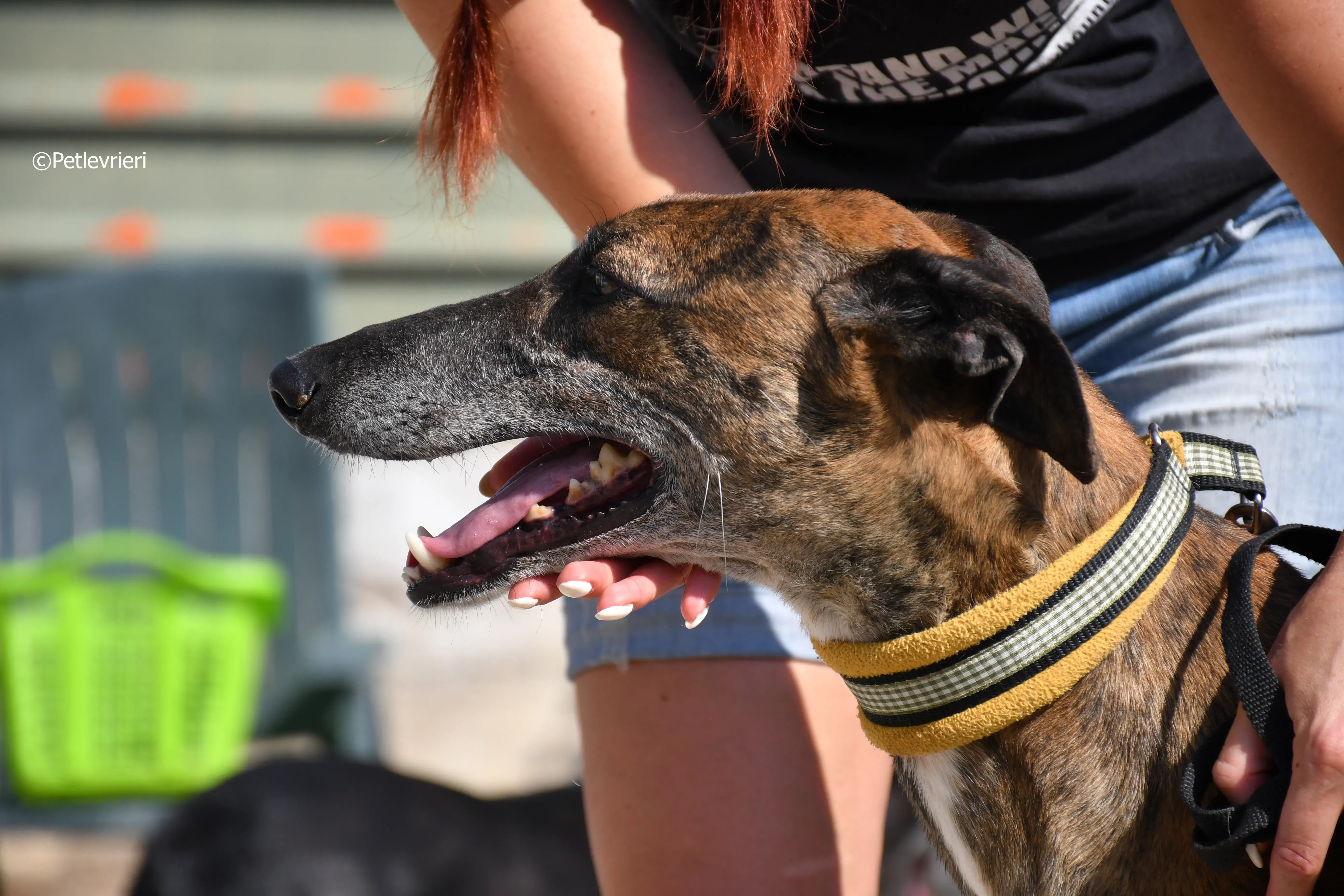 milano adozione levrieri galgo 11