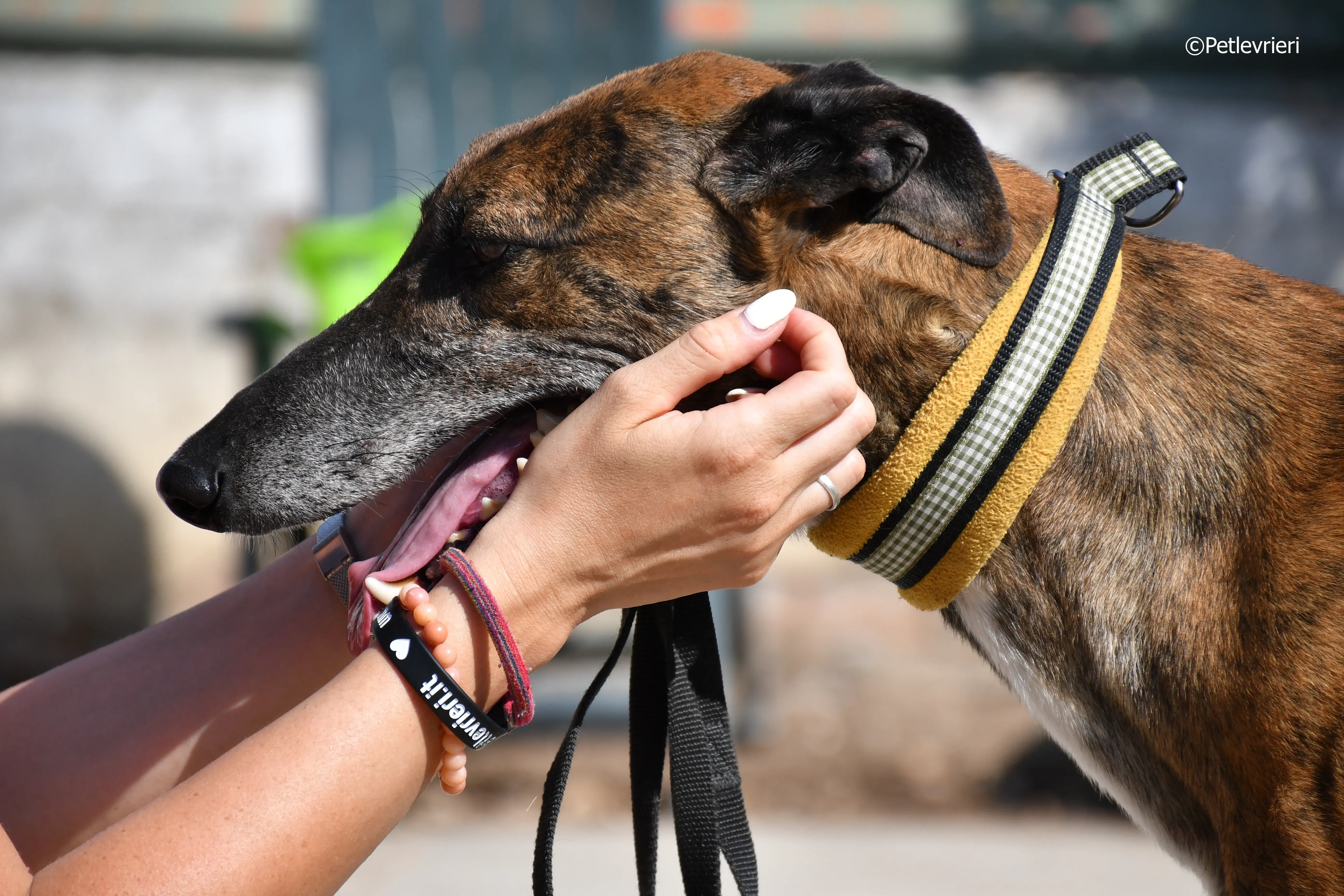 milano adozione levrieri galgo 12