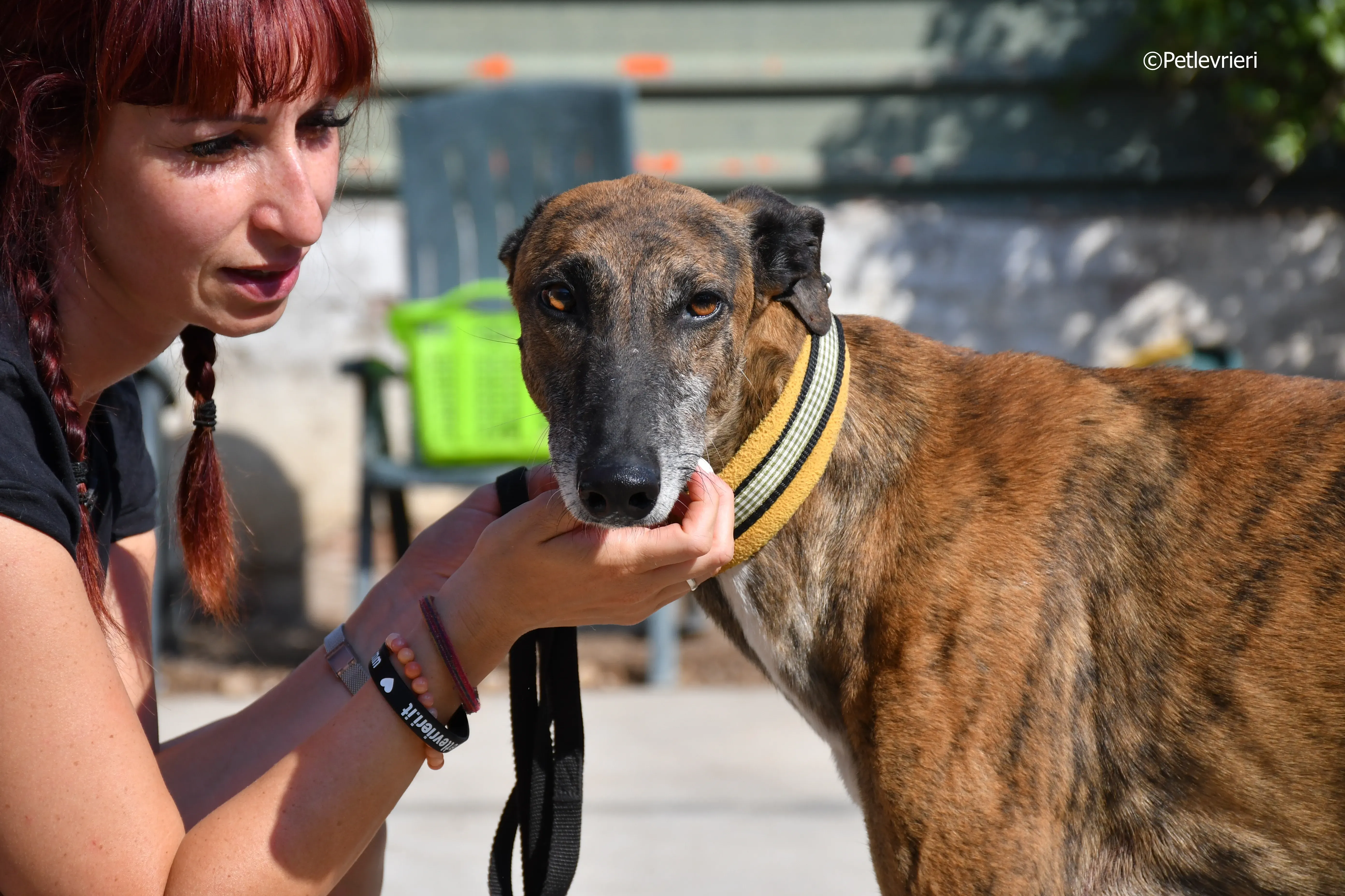 milano adozione levrieri galgo 13