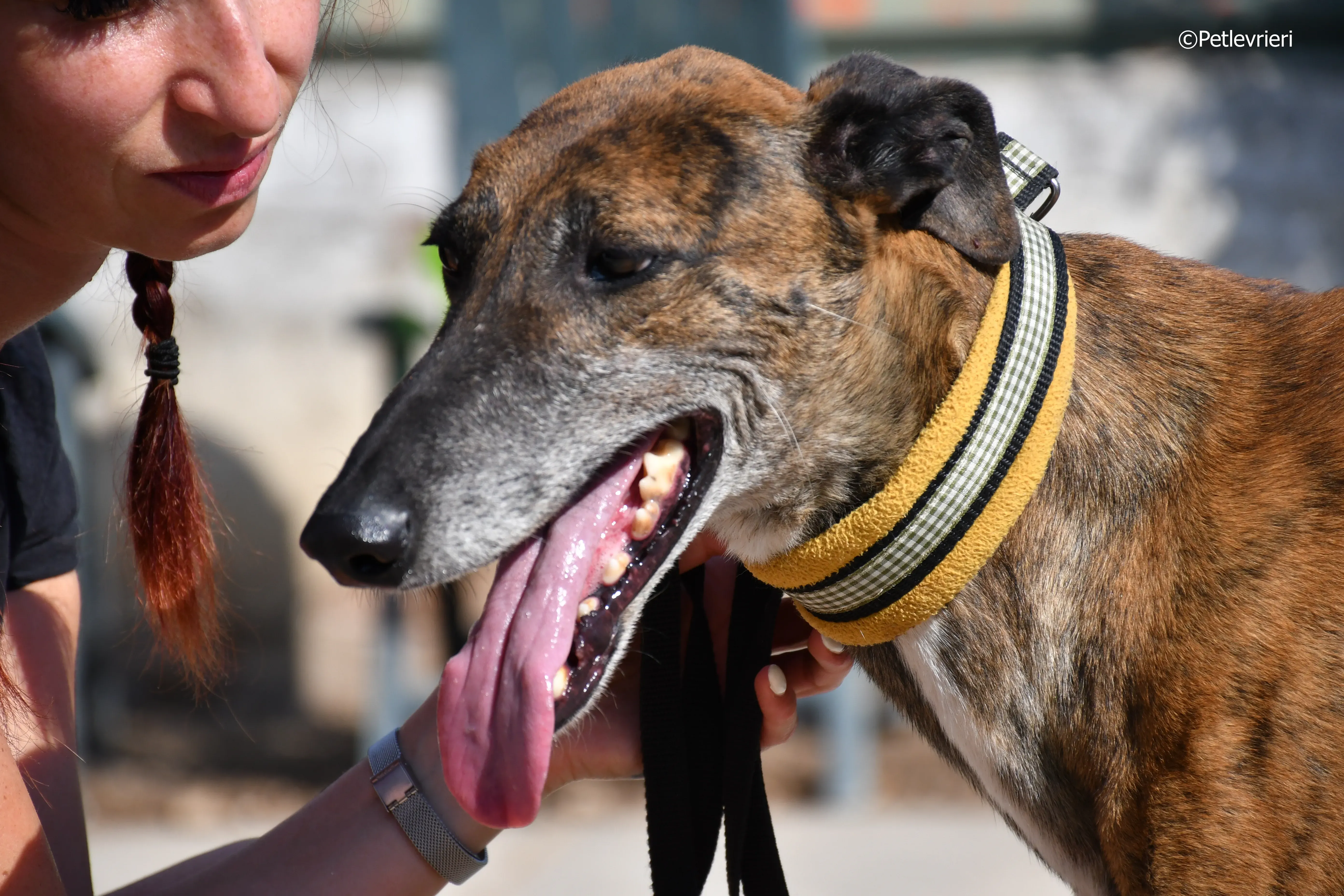 milano adozione levrieri galgo 14