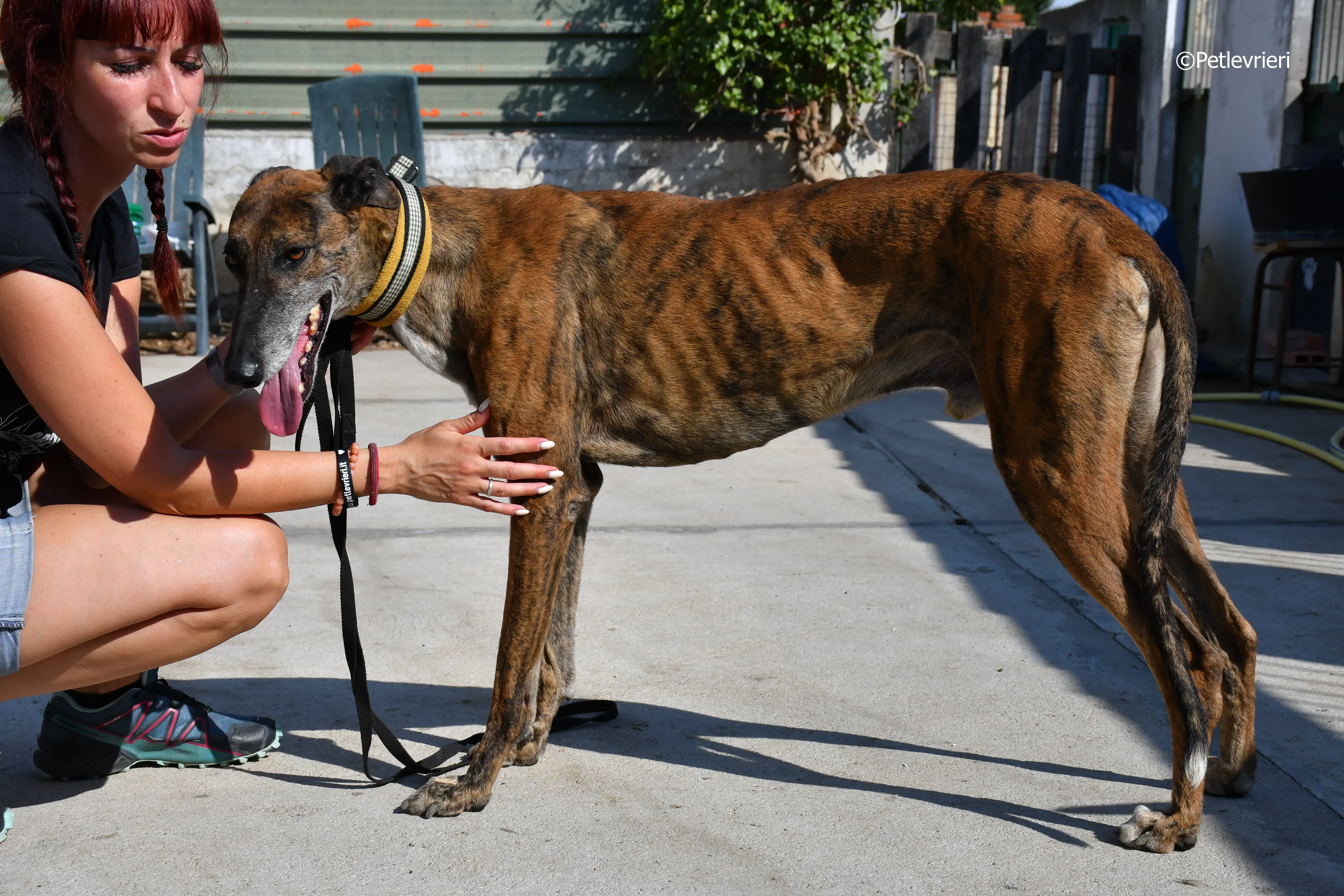 milano adozione levrieri galgo 15