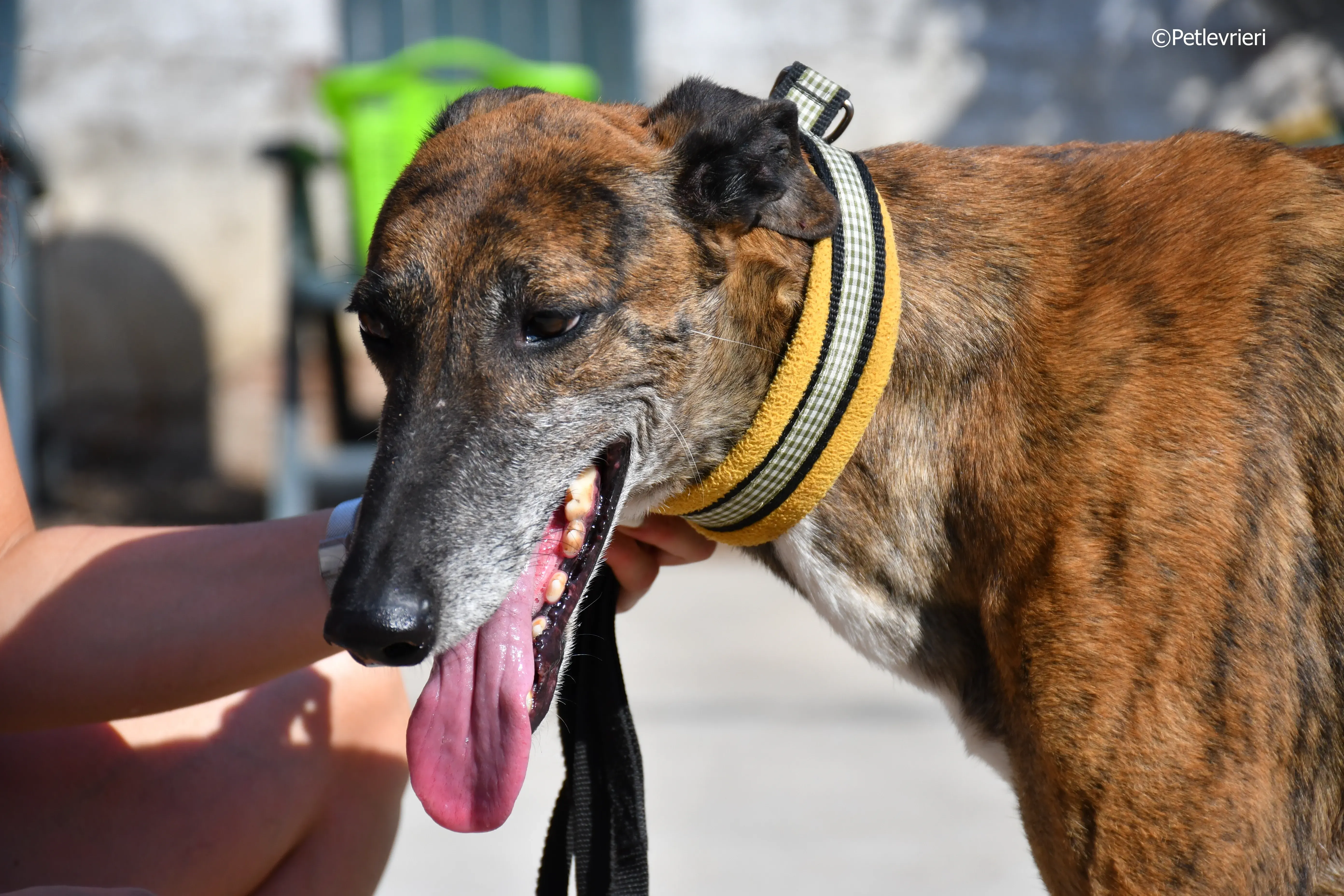 milano adozione levrieri galgo 16