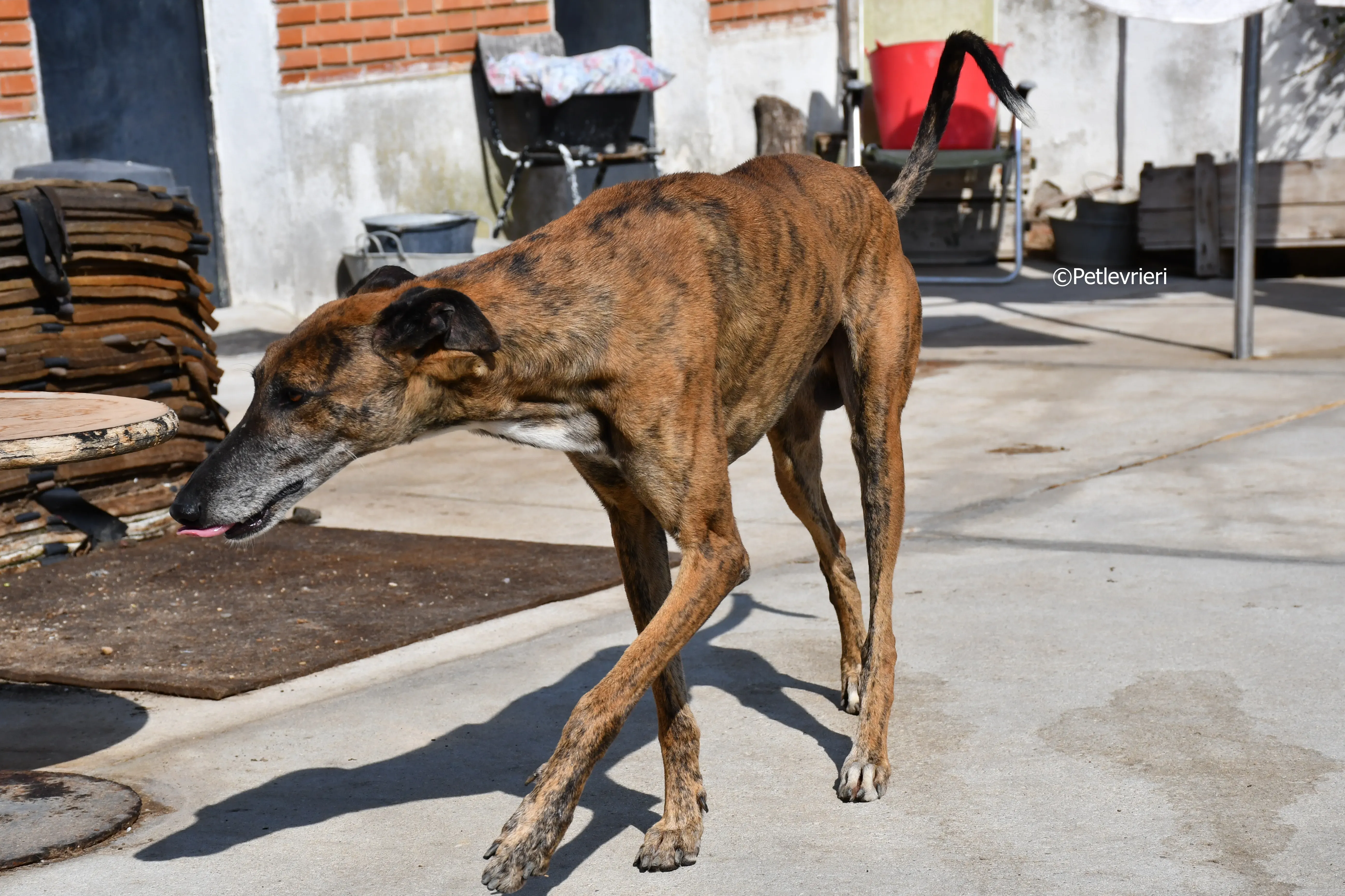 milano adozione levrieri galgo 3