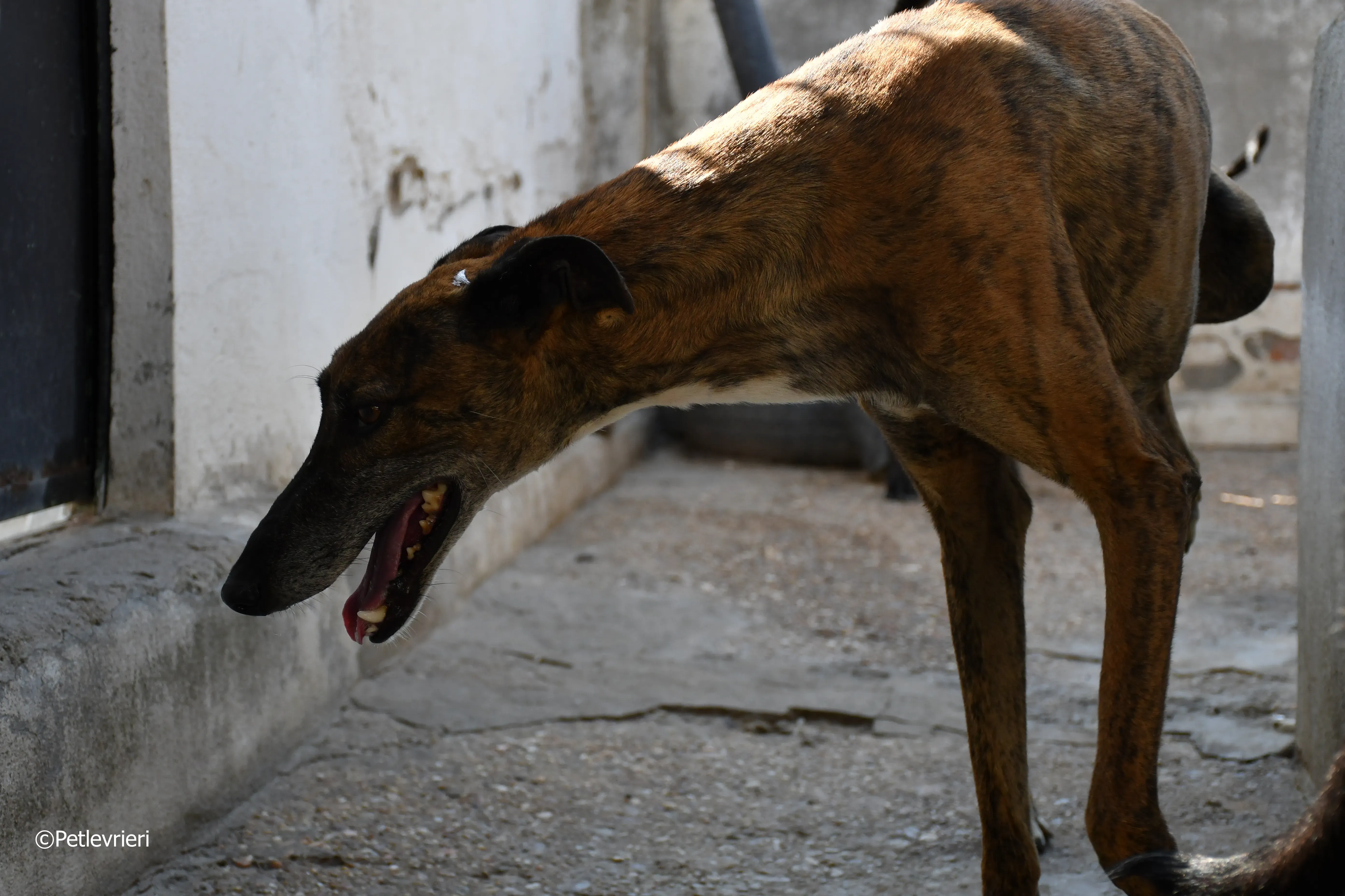 milano adozione levrieri galgo 7
