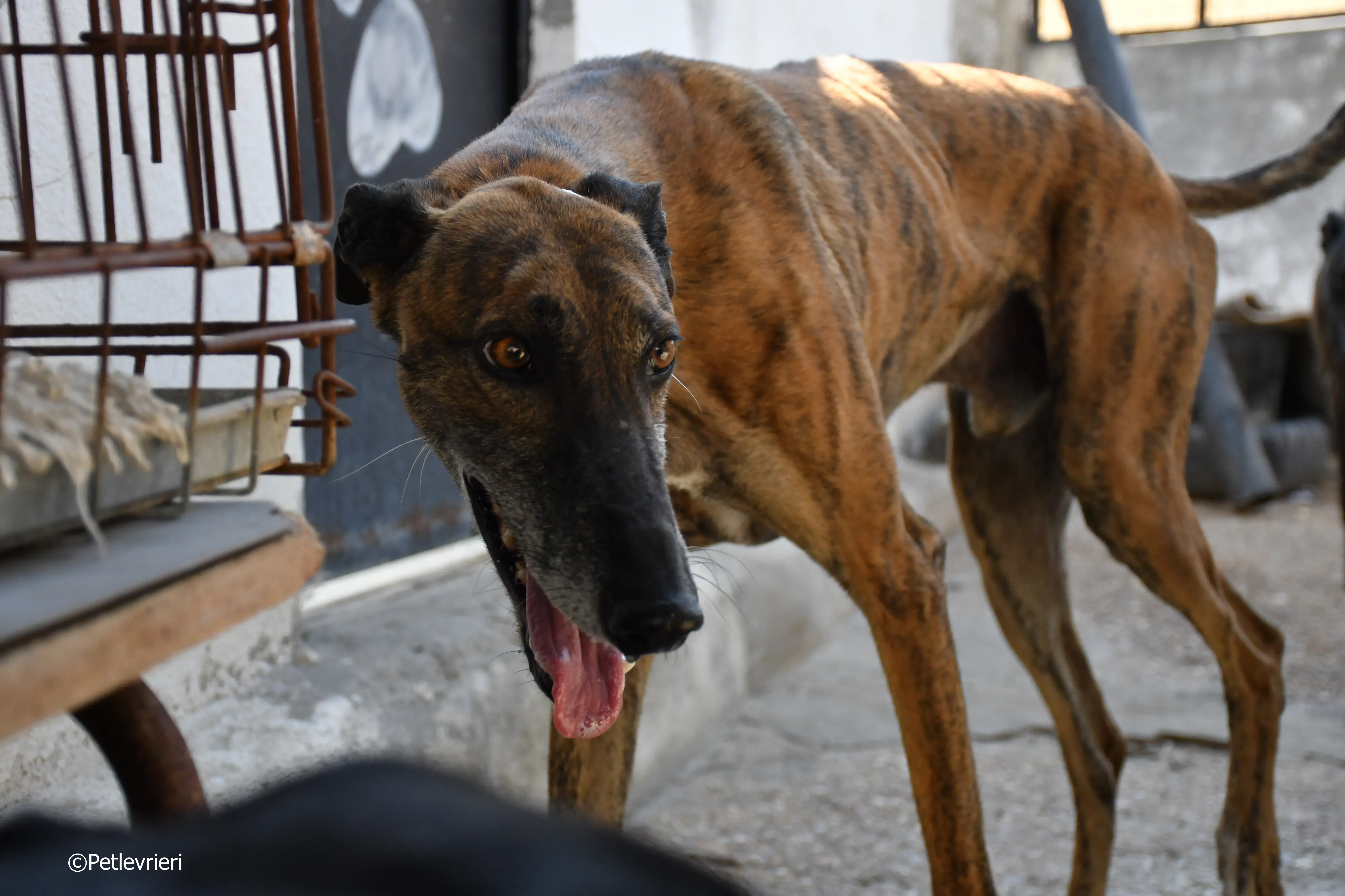 milano adozione levrieri galgo 8