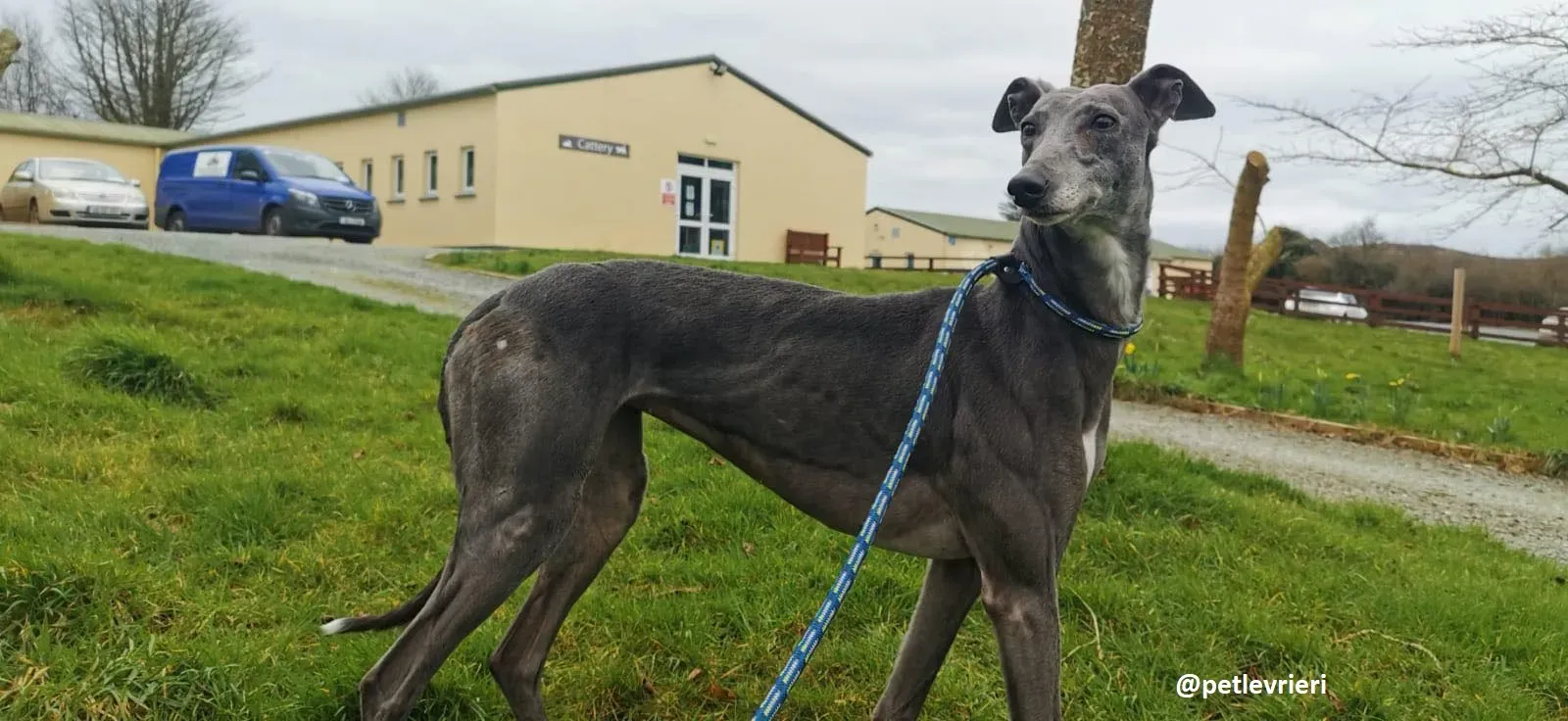 millie adozione greyhound 1 1