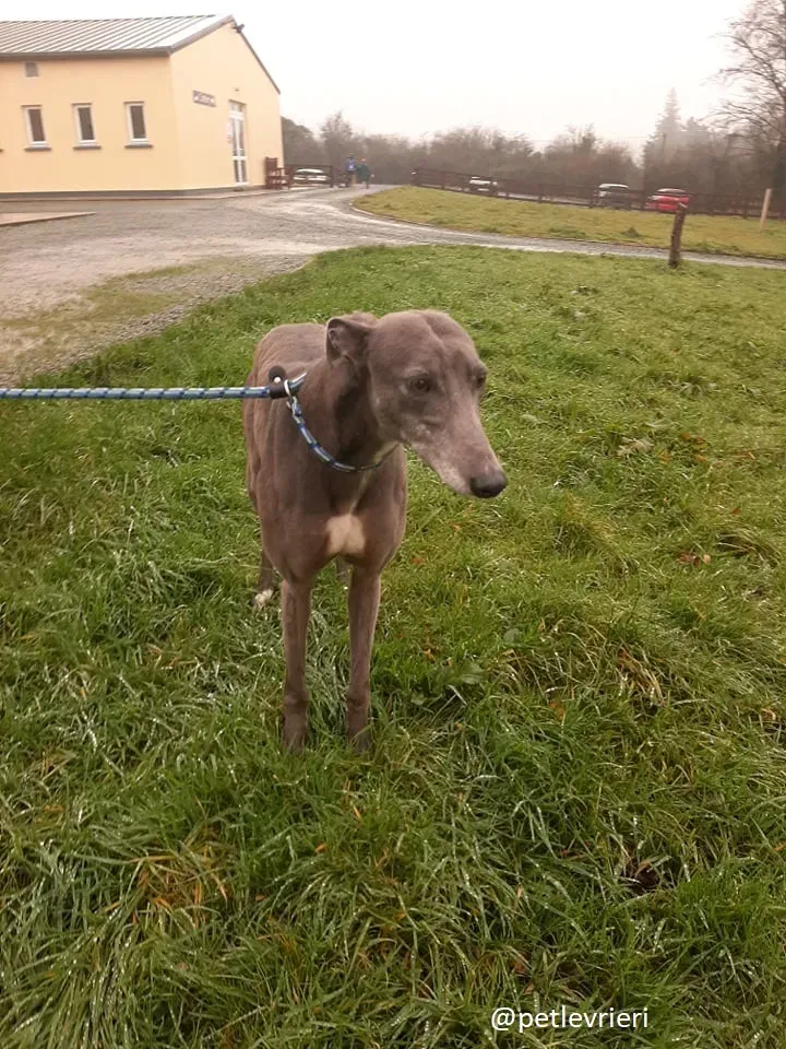 millie adozione greyhound 1