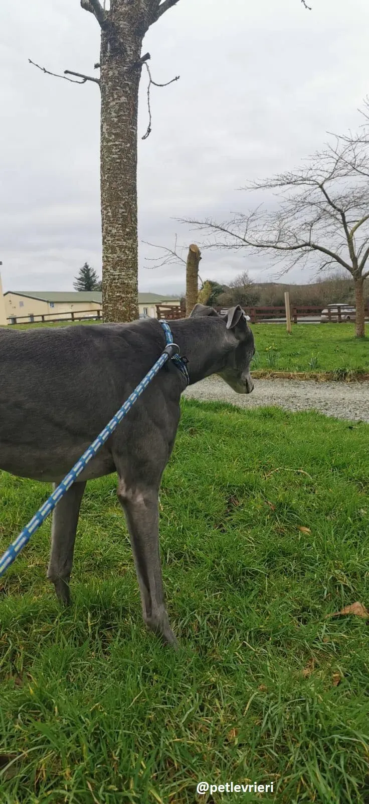 millie adozione greyhound 2 1
