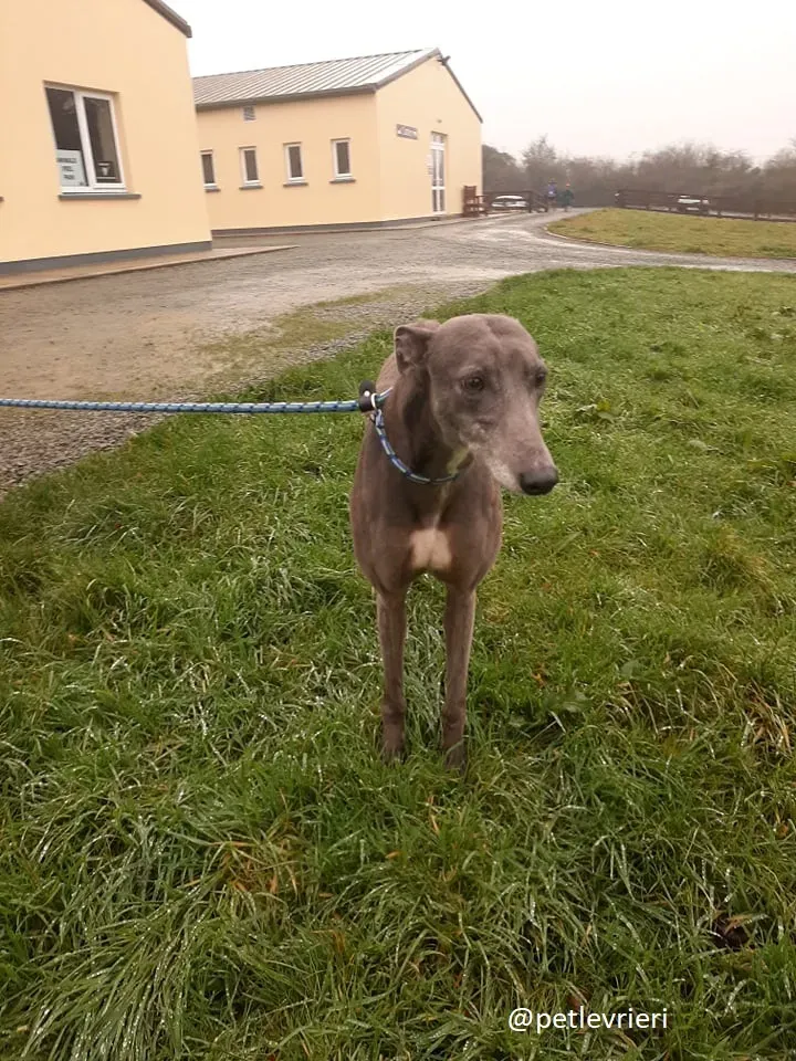 millie adozione greyhound 2