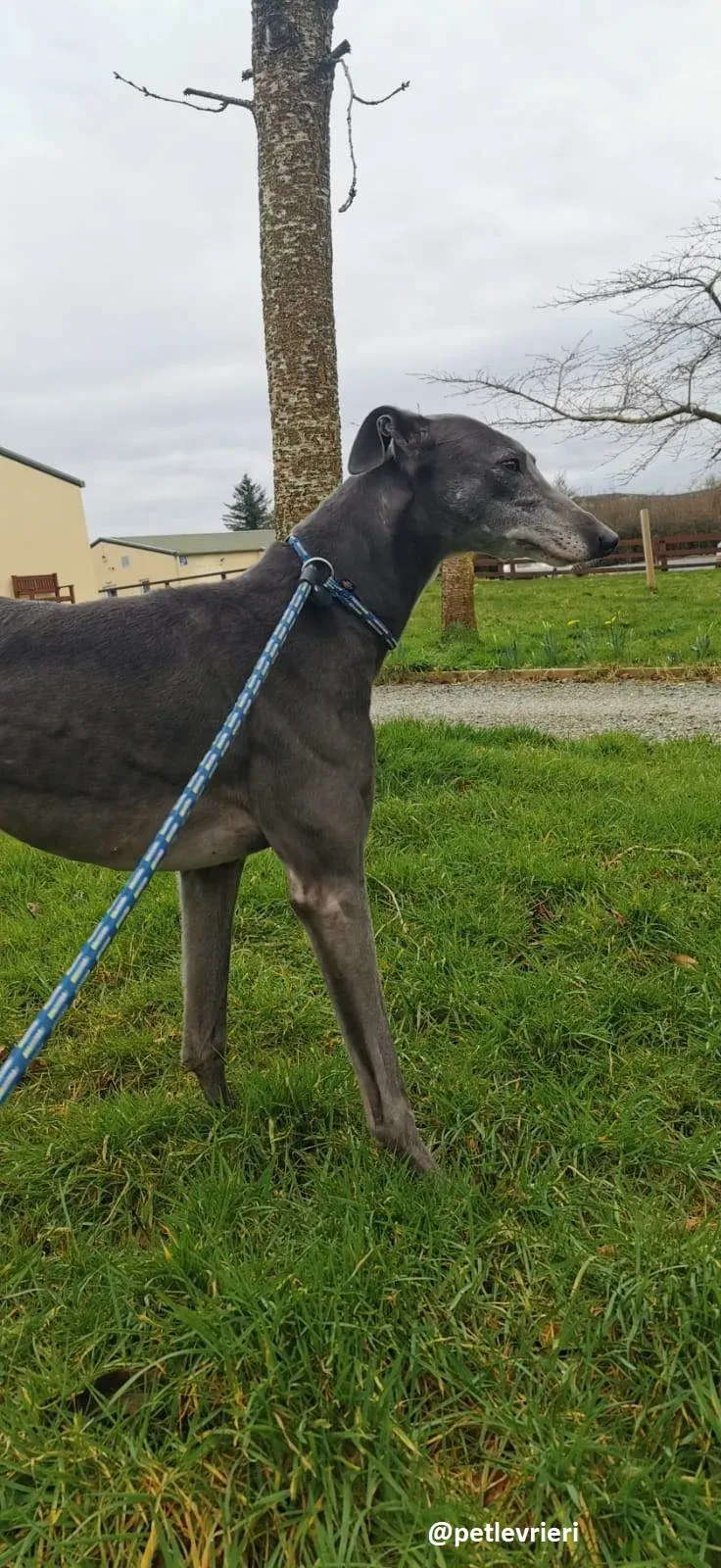 millie adozione greyhound 3 1