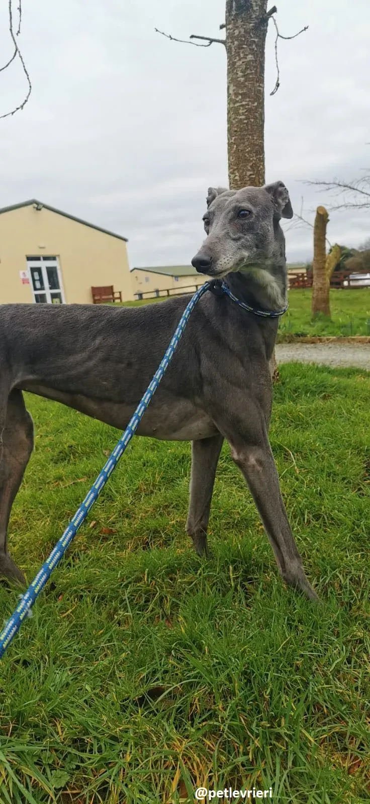 millie adozione greyhound 3