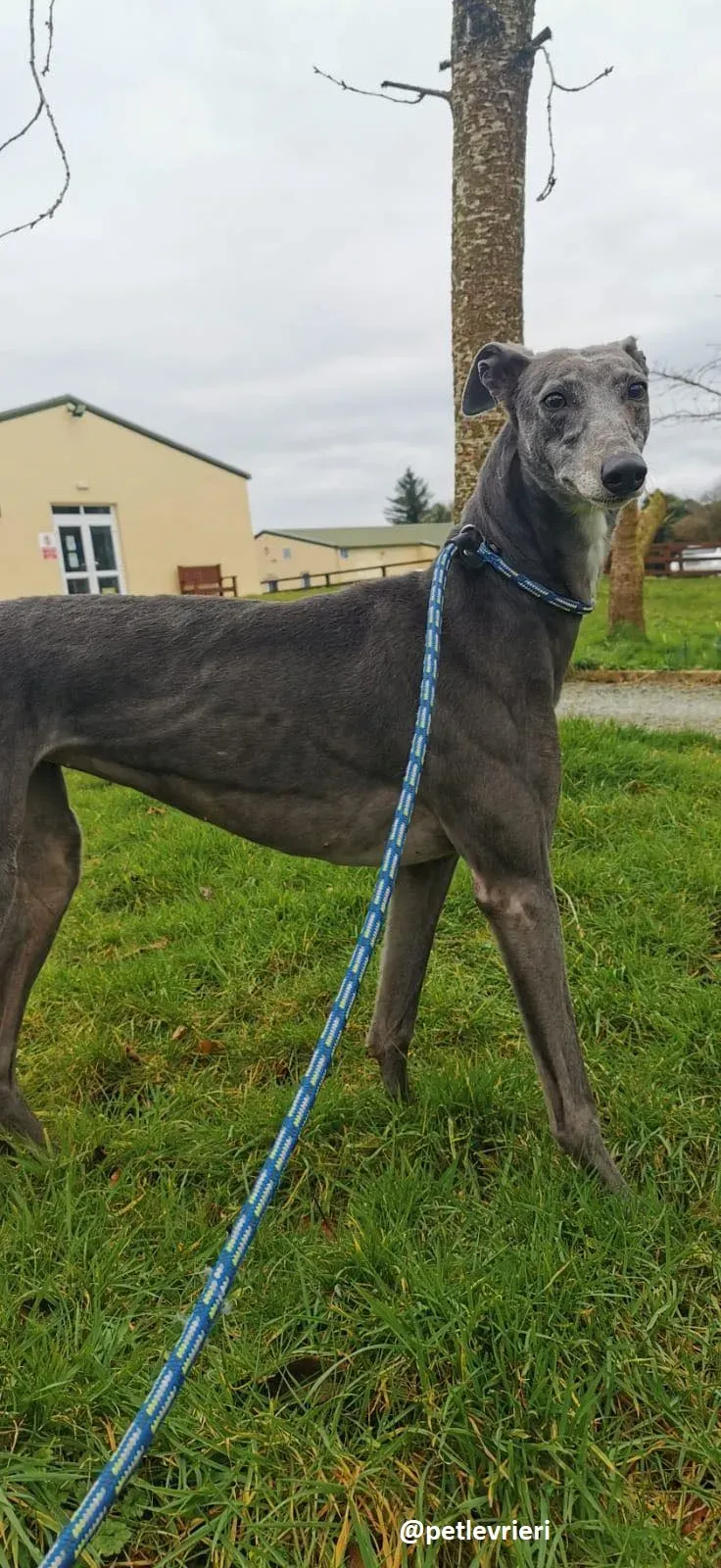 millie adozione greyhound 4 1