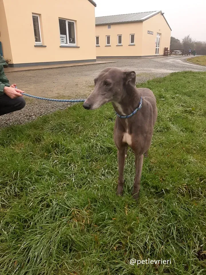 millie adozione greyhound 4