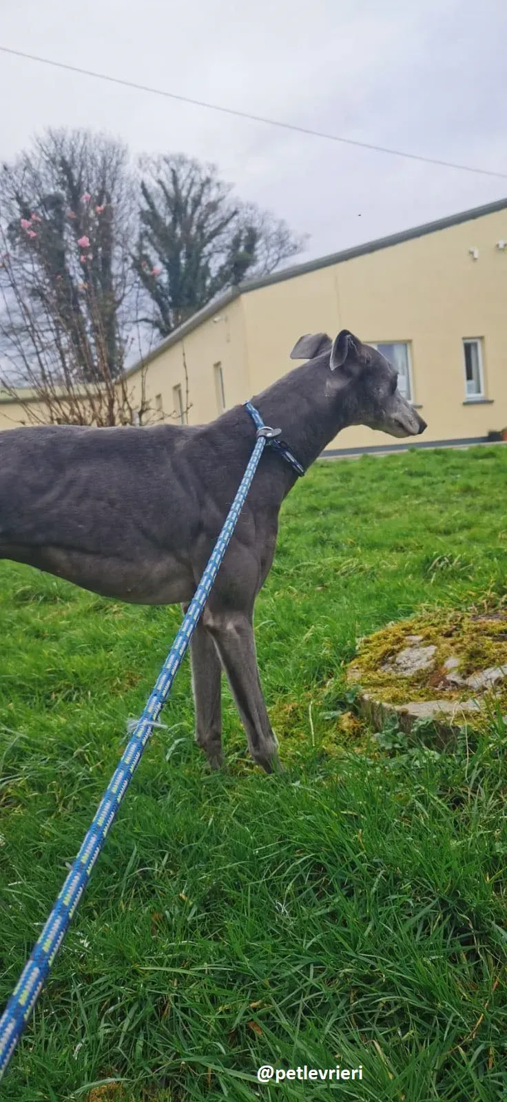 millie adozione greyhound 5 1
