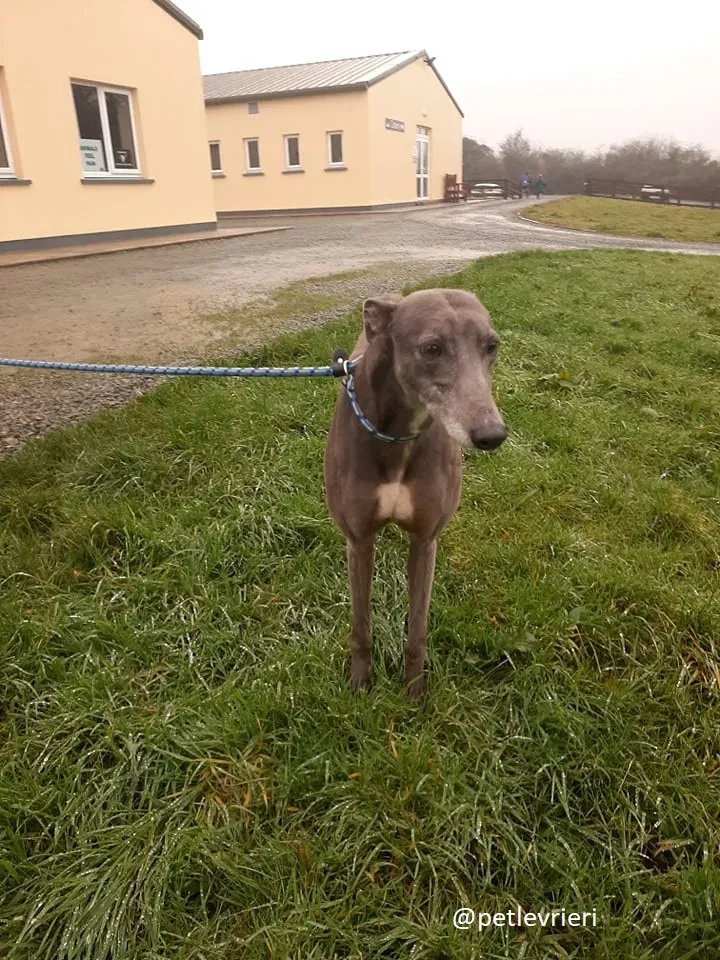 millie adozione greyhound 5