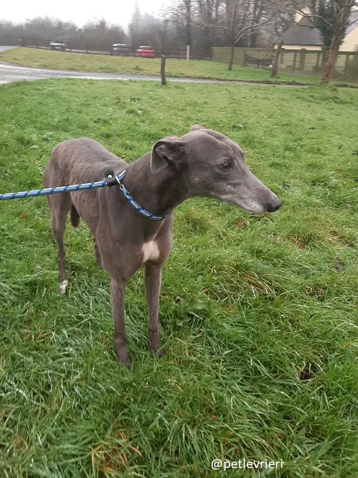 millie adozione greyhound 7