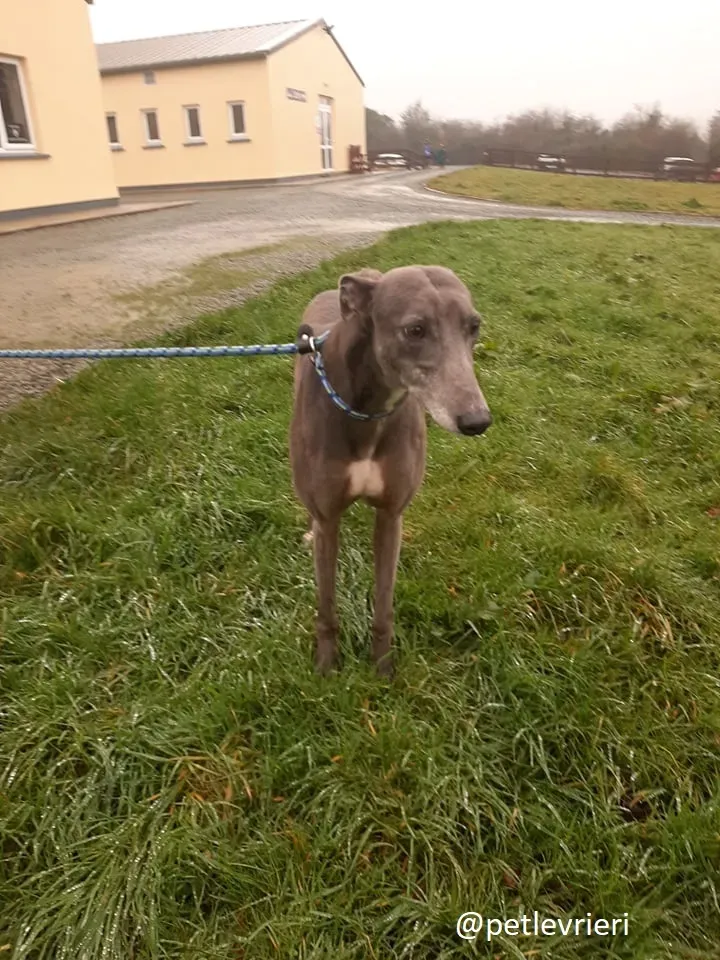 millie adozione greyhound