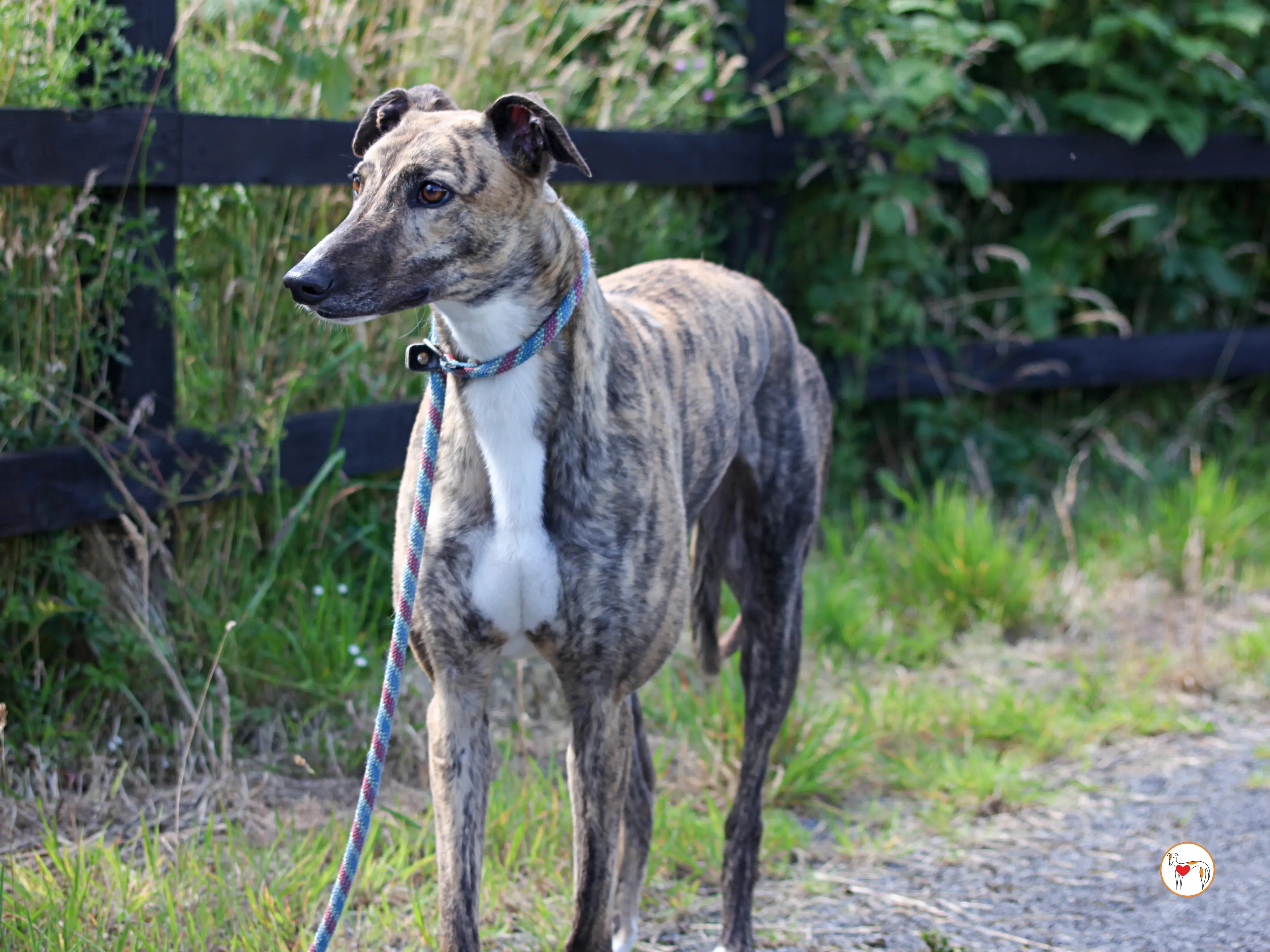 millie grey adozione 01