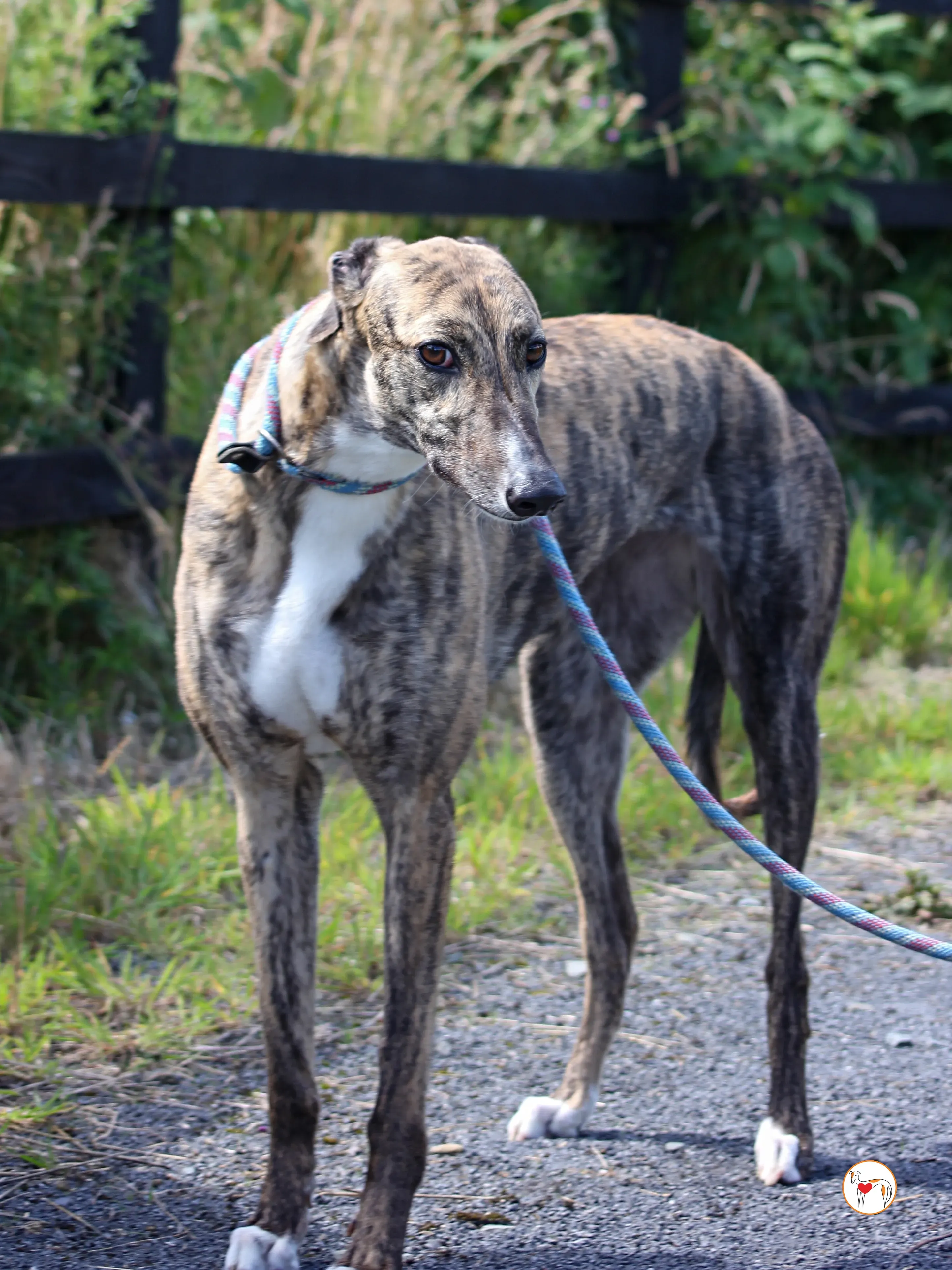 millie grey adozione 02