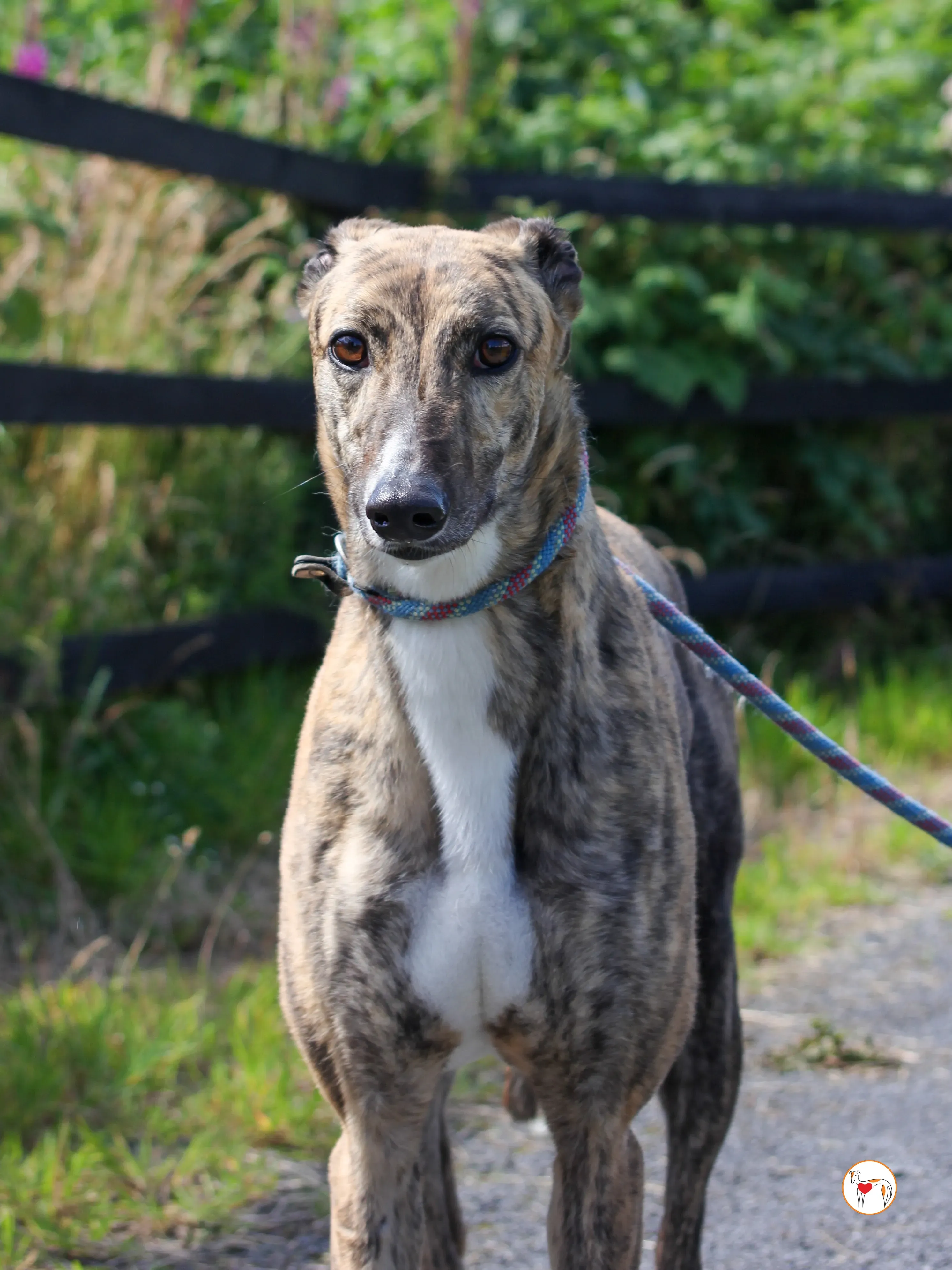 millie grey adozione 03