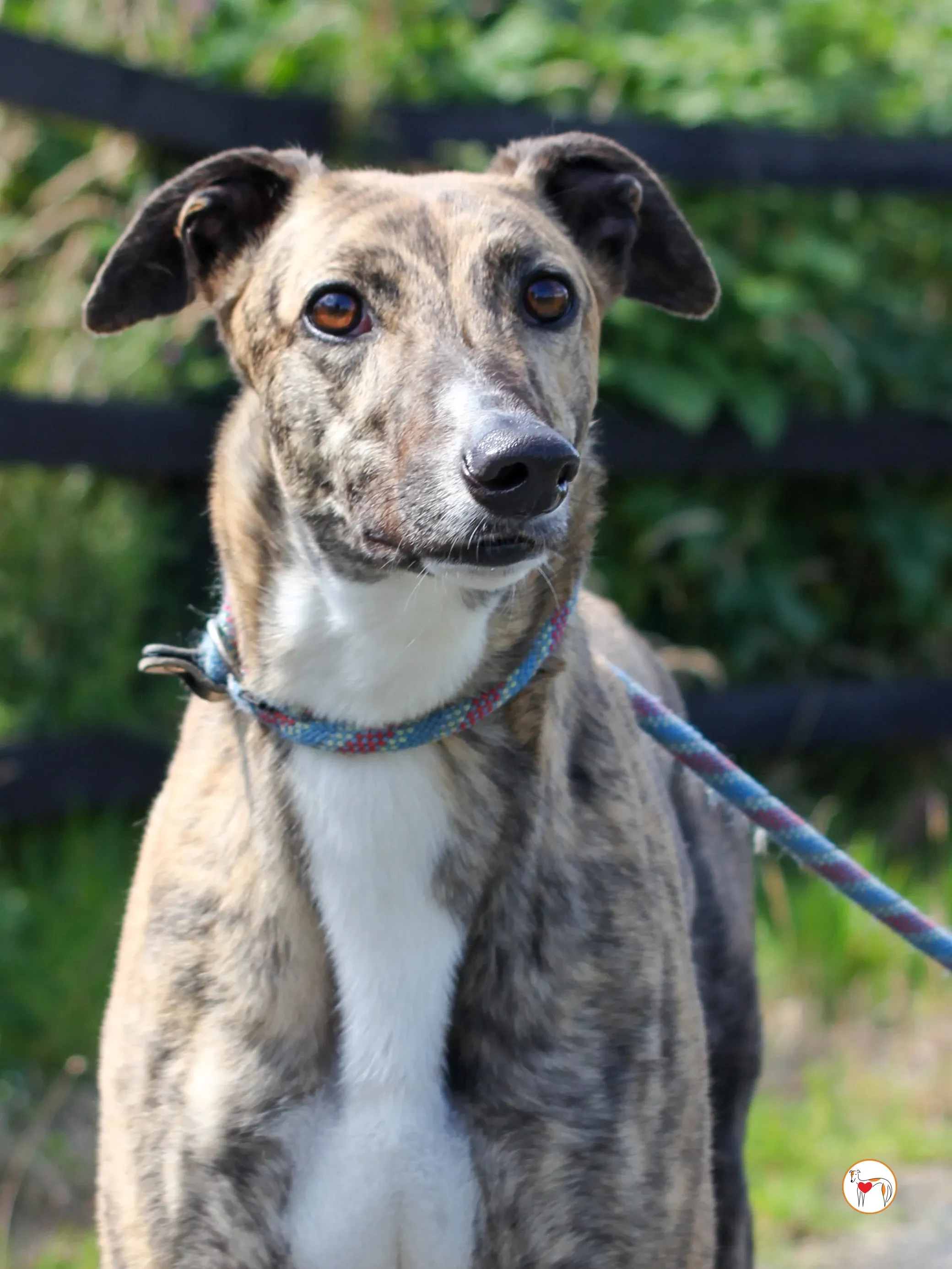 millie grey adozione 04