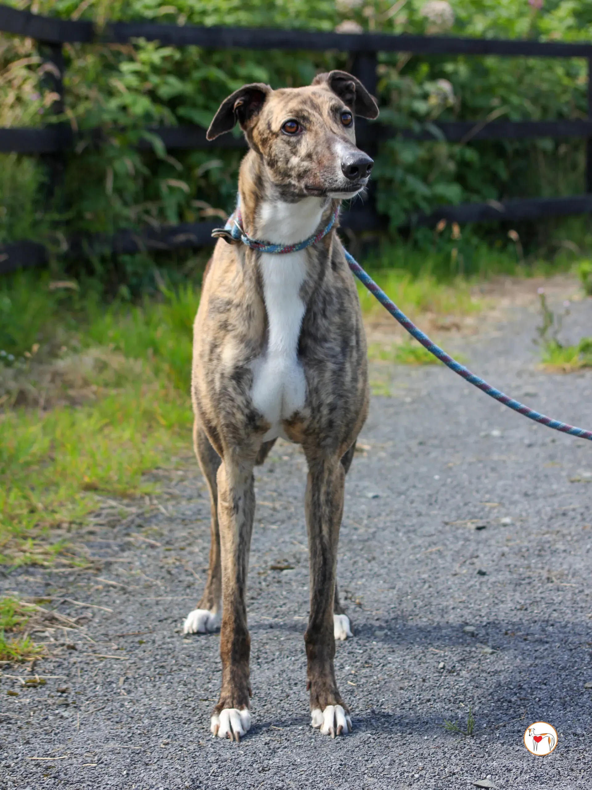 millie grey adozione 05 scaled