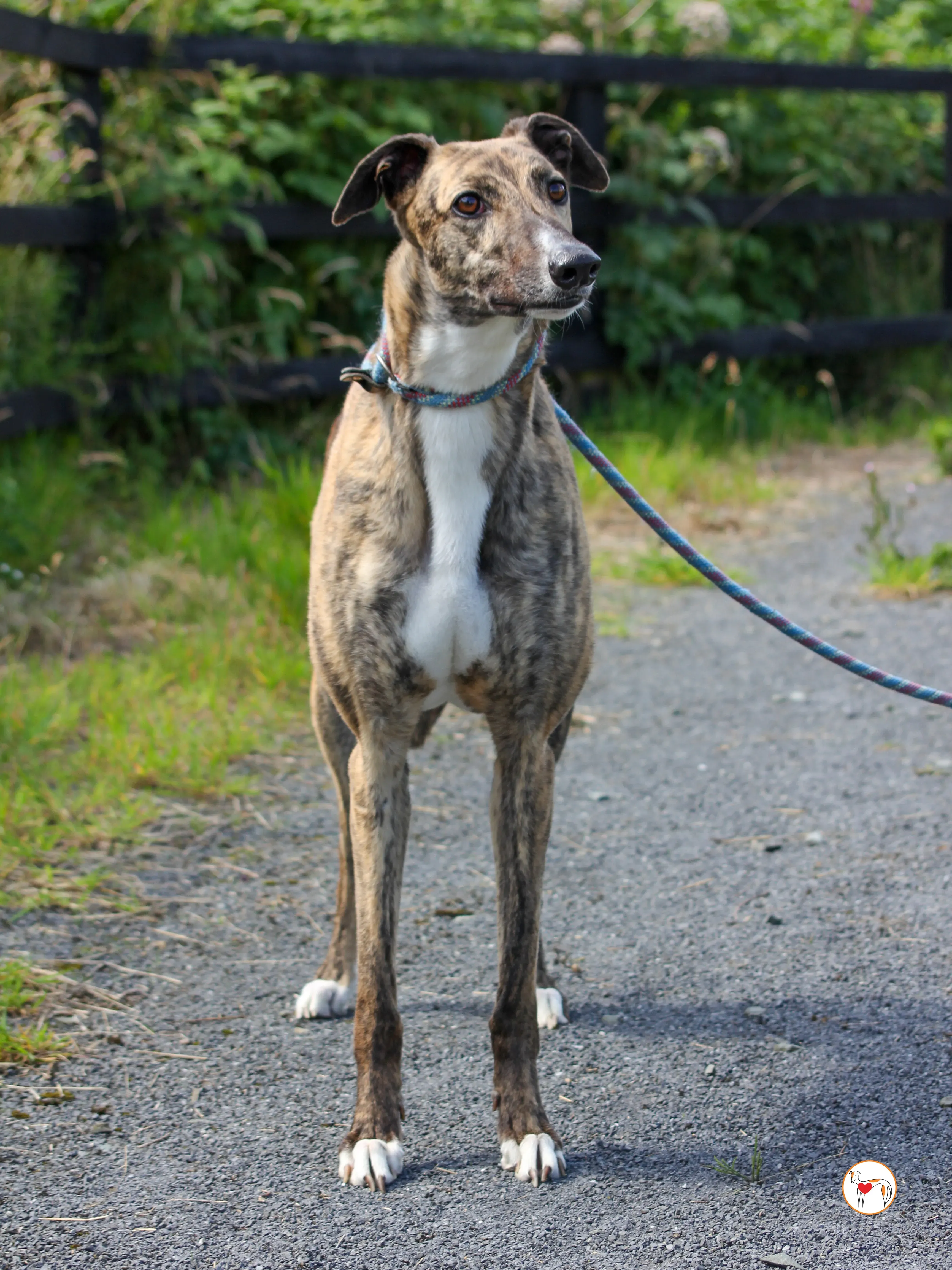 millie grey adozione 05