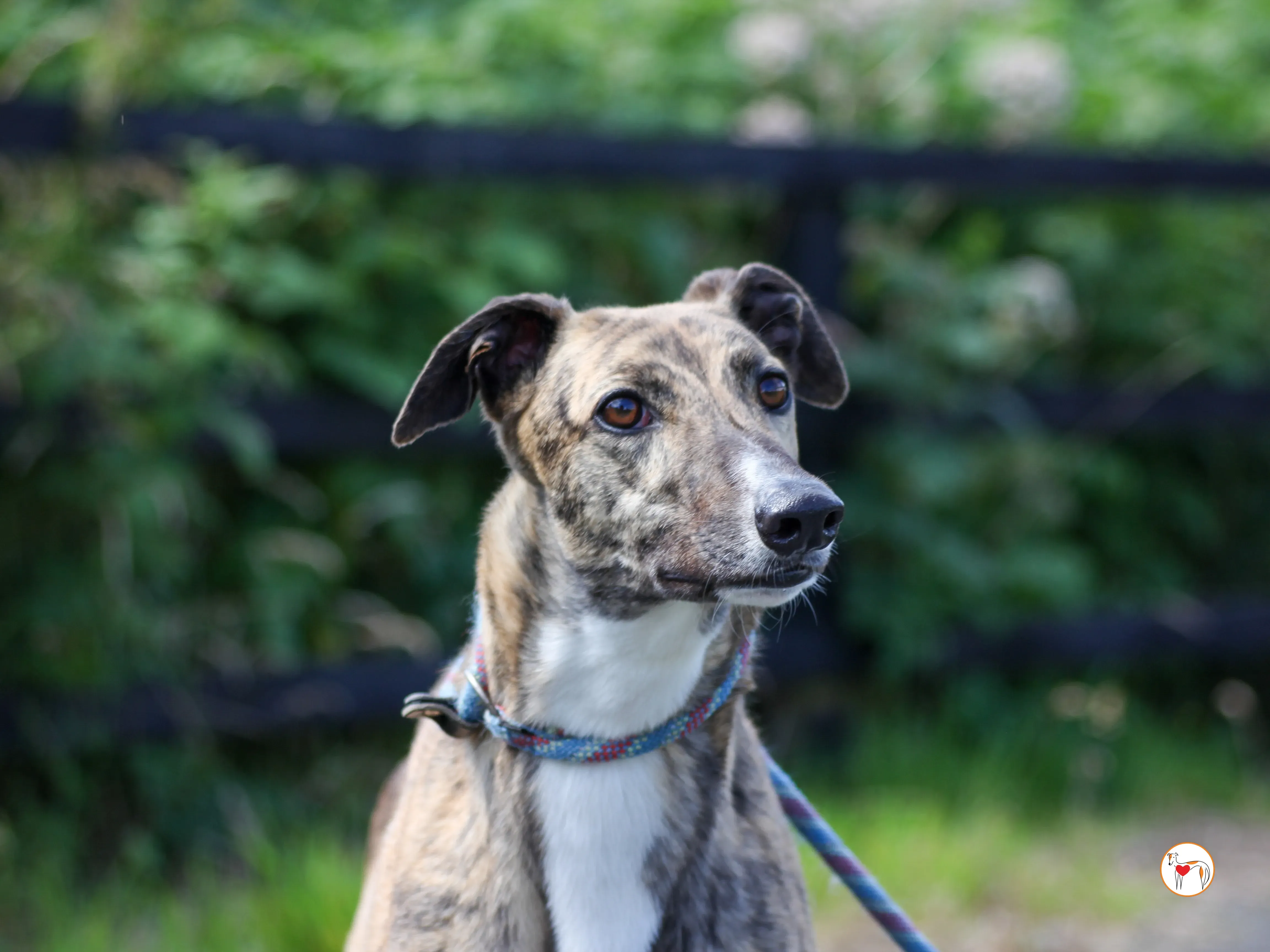 millie grey adozione 06