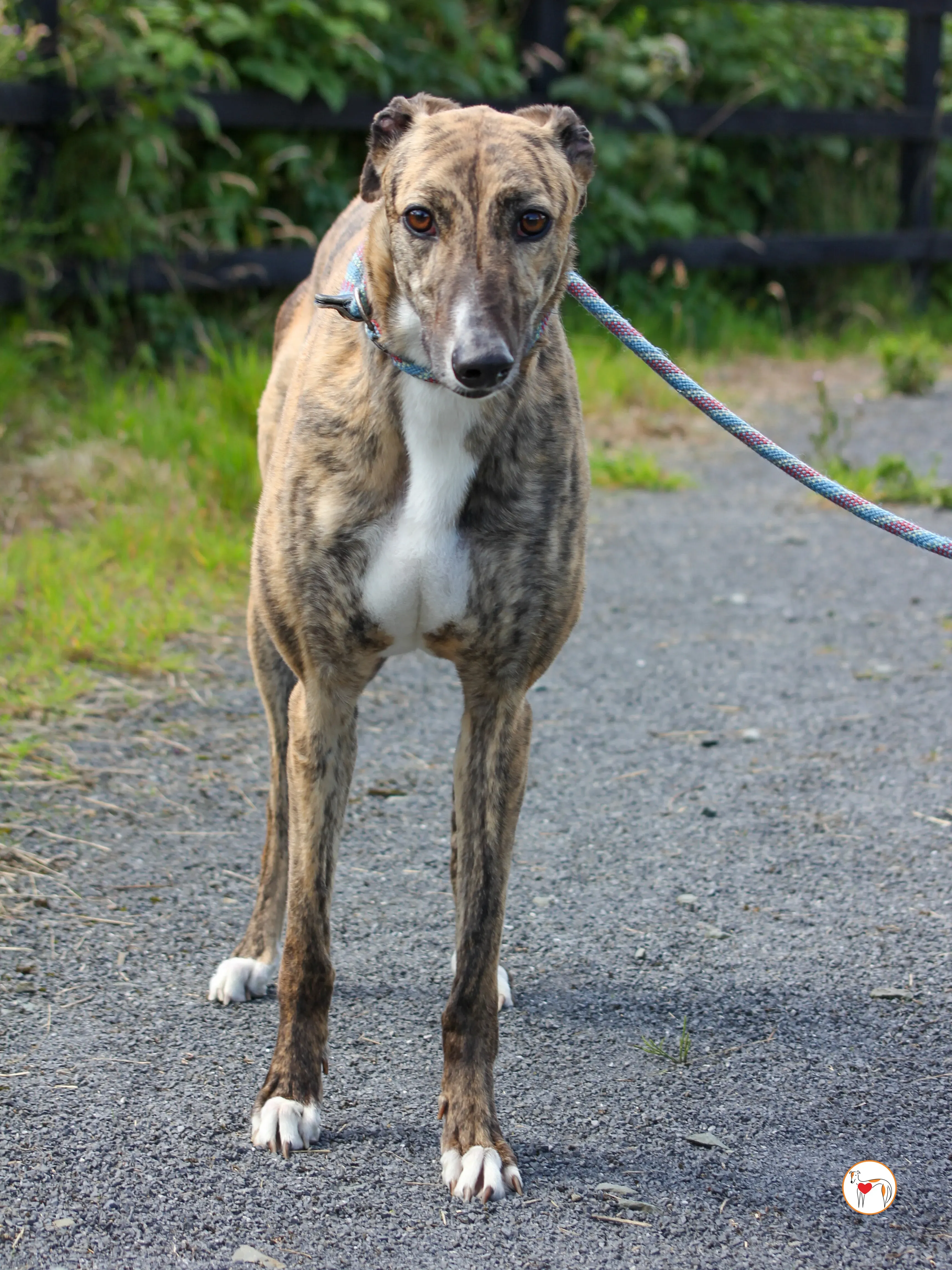 millie grey adozione 07