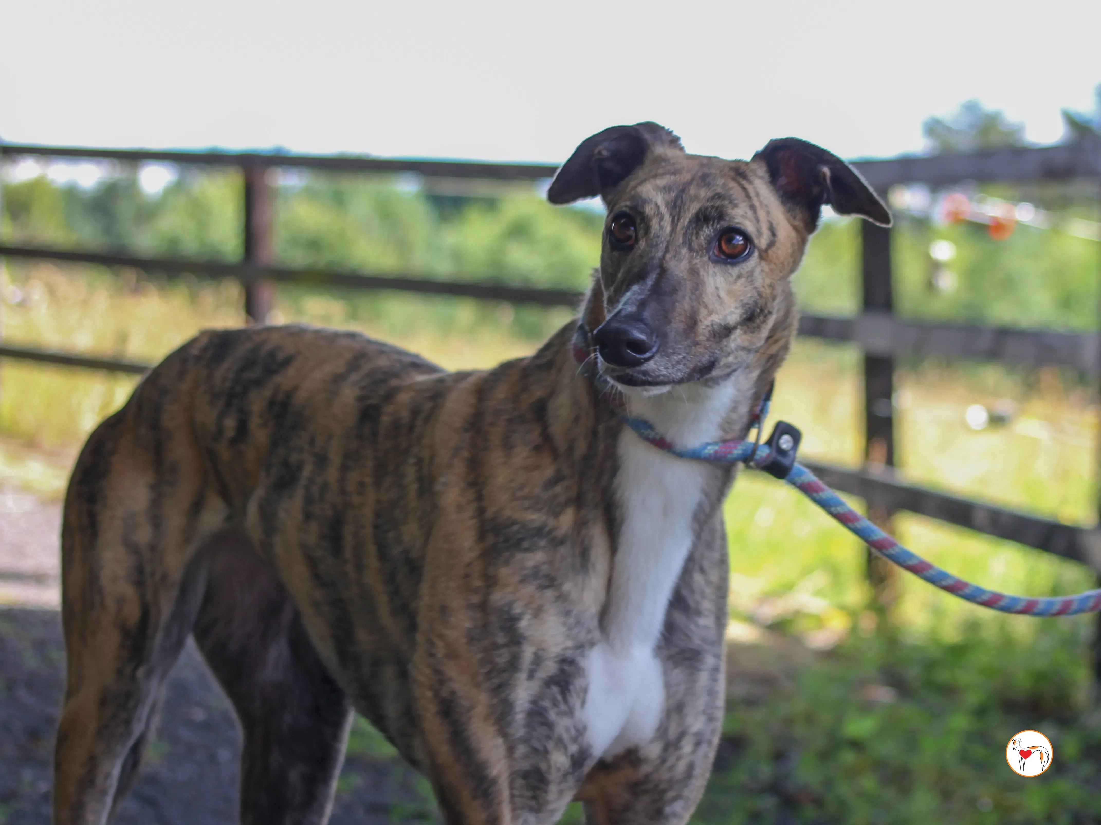 millie grey adozione 08