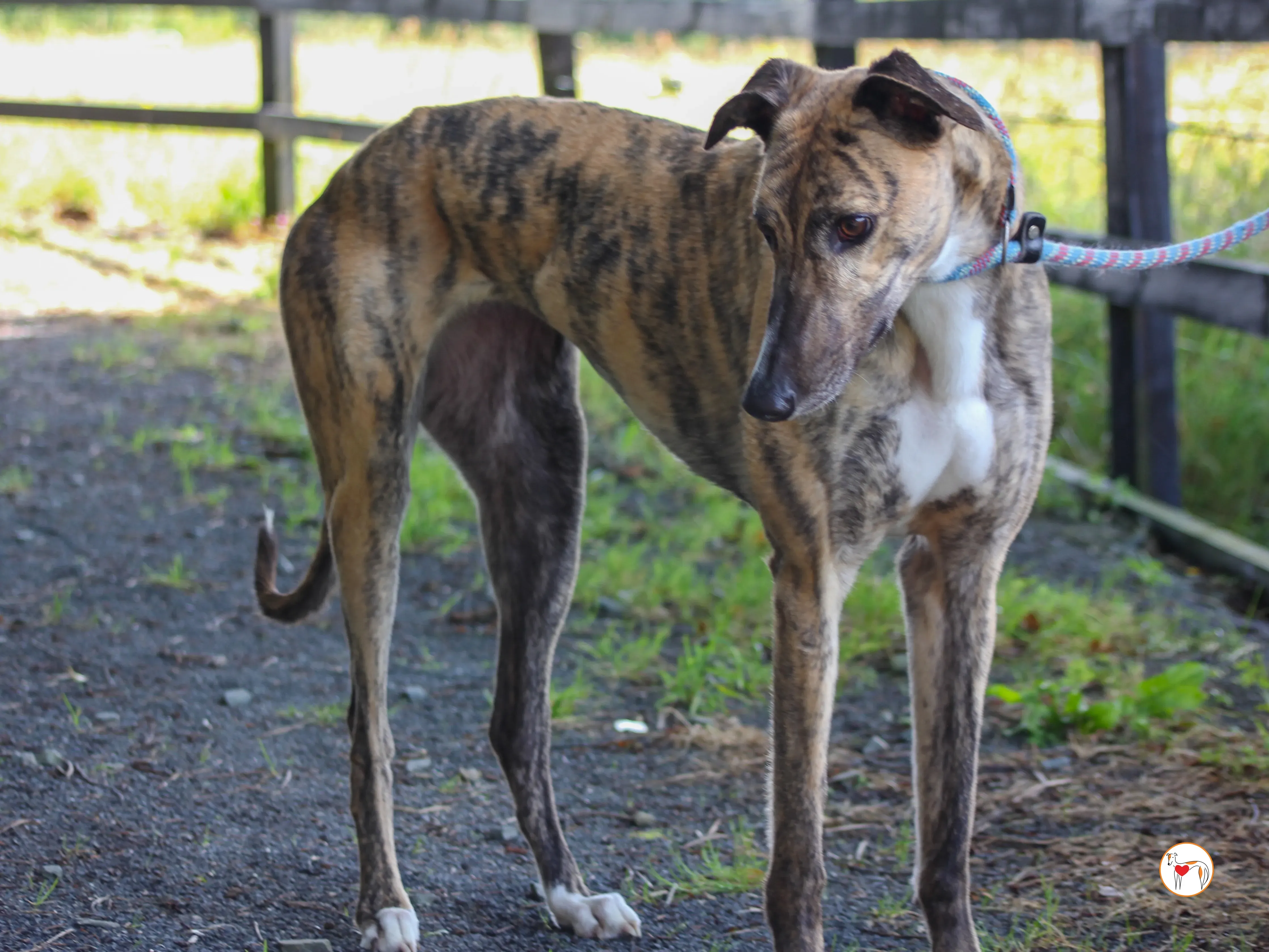 millie grey adozione 09